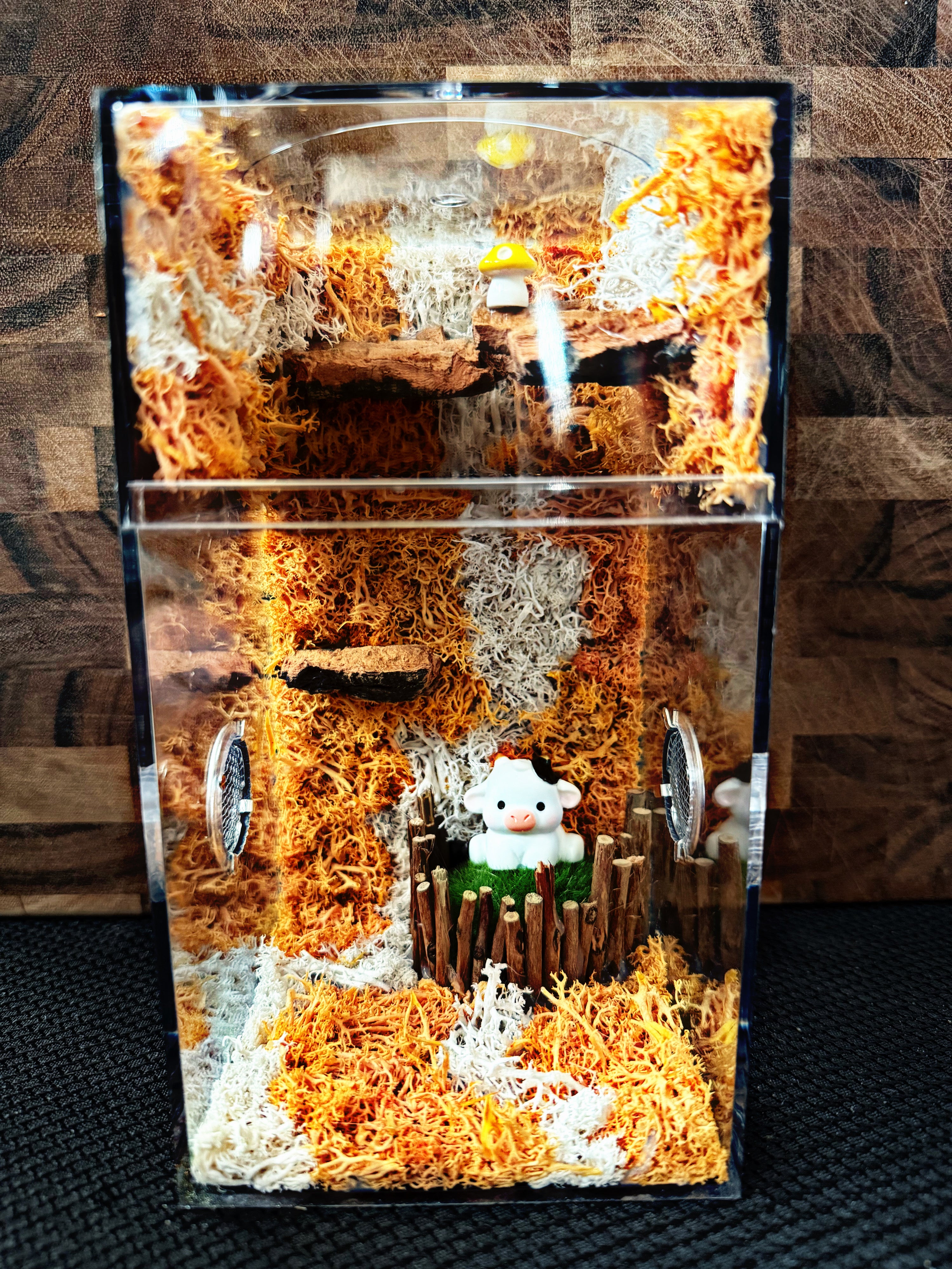 Custom Jumping Spider Enclosure