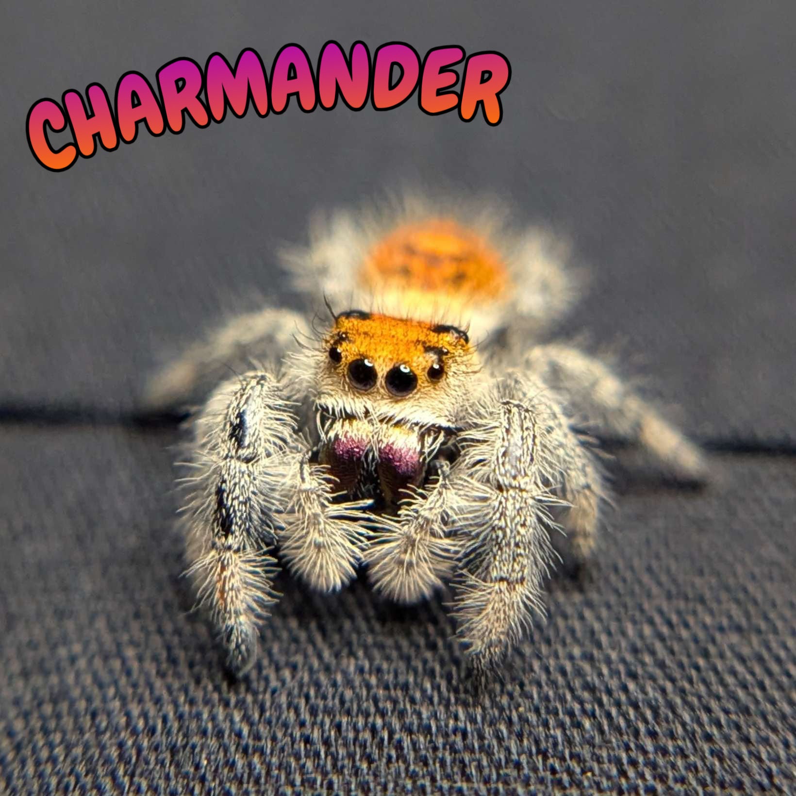Regal Jumping Spider "Charmander"