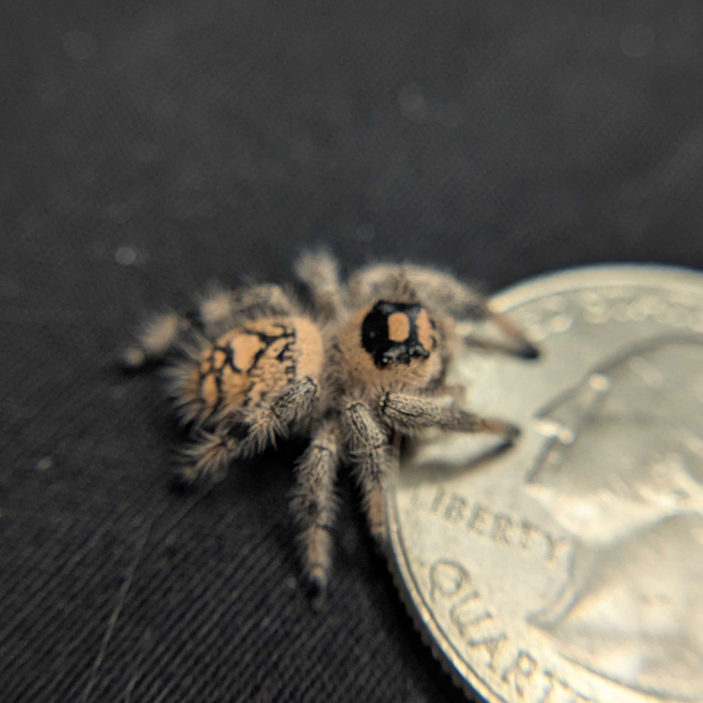 Regal Jumping Spider "Gumdrop"