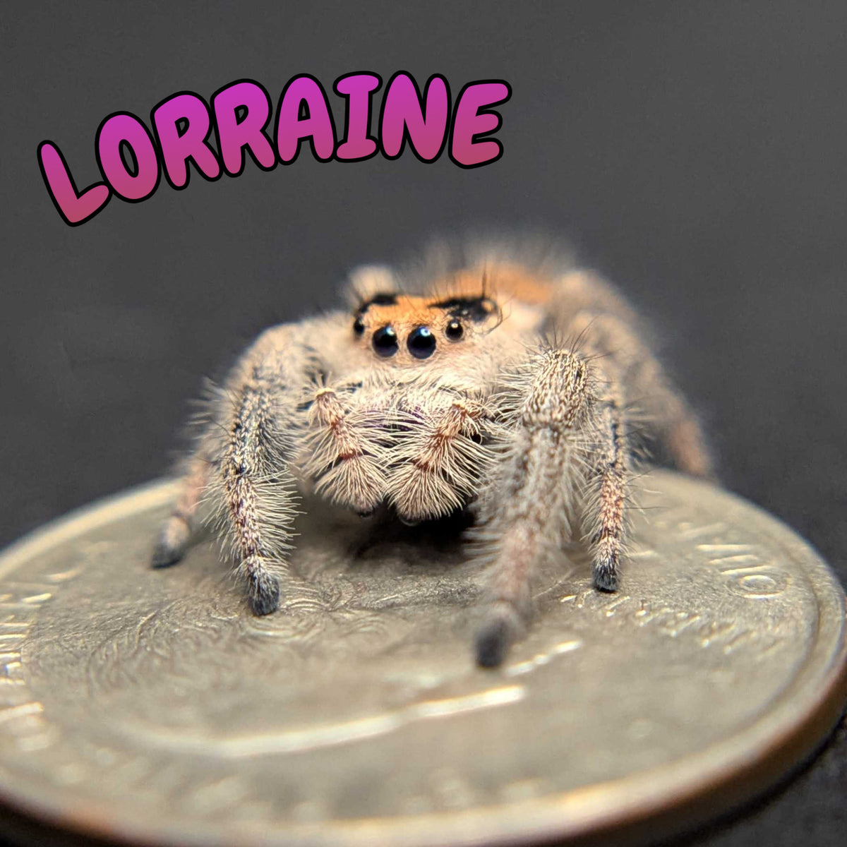 Regal Jumping Spider “Lorraine”
