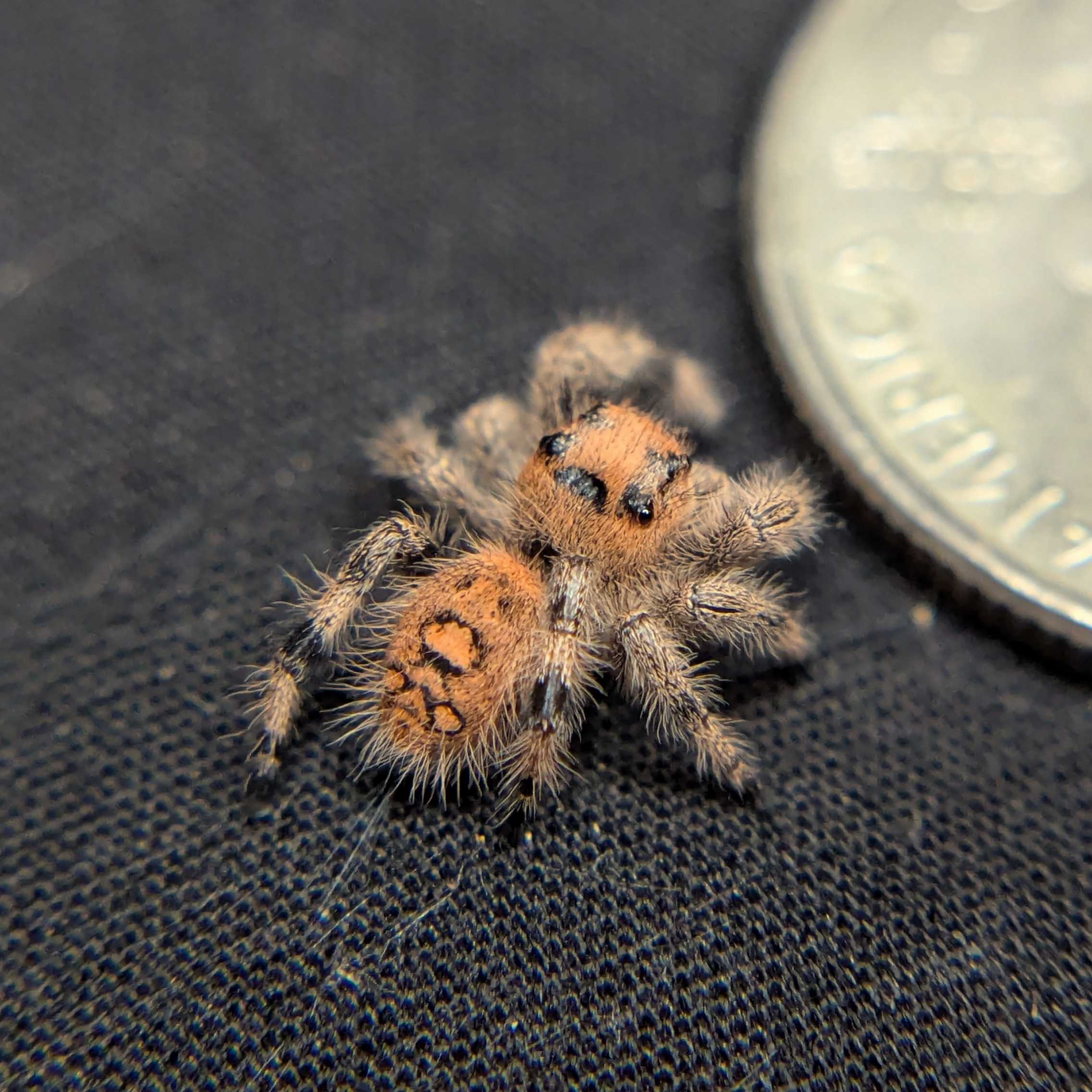 Regal Jumping Spider "Jelly Bean"