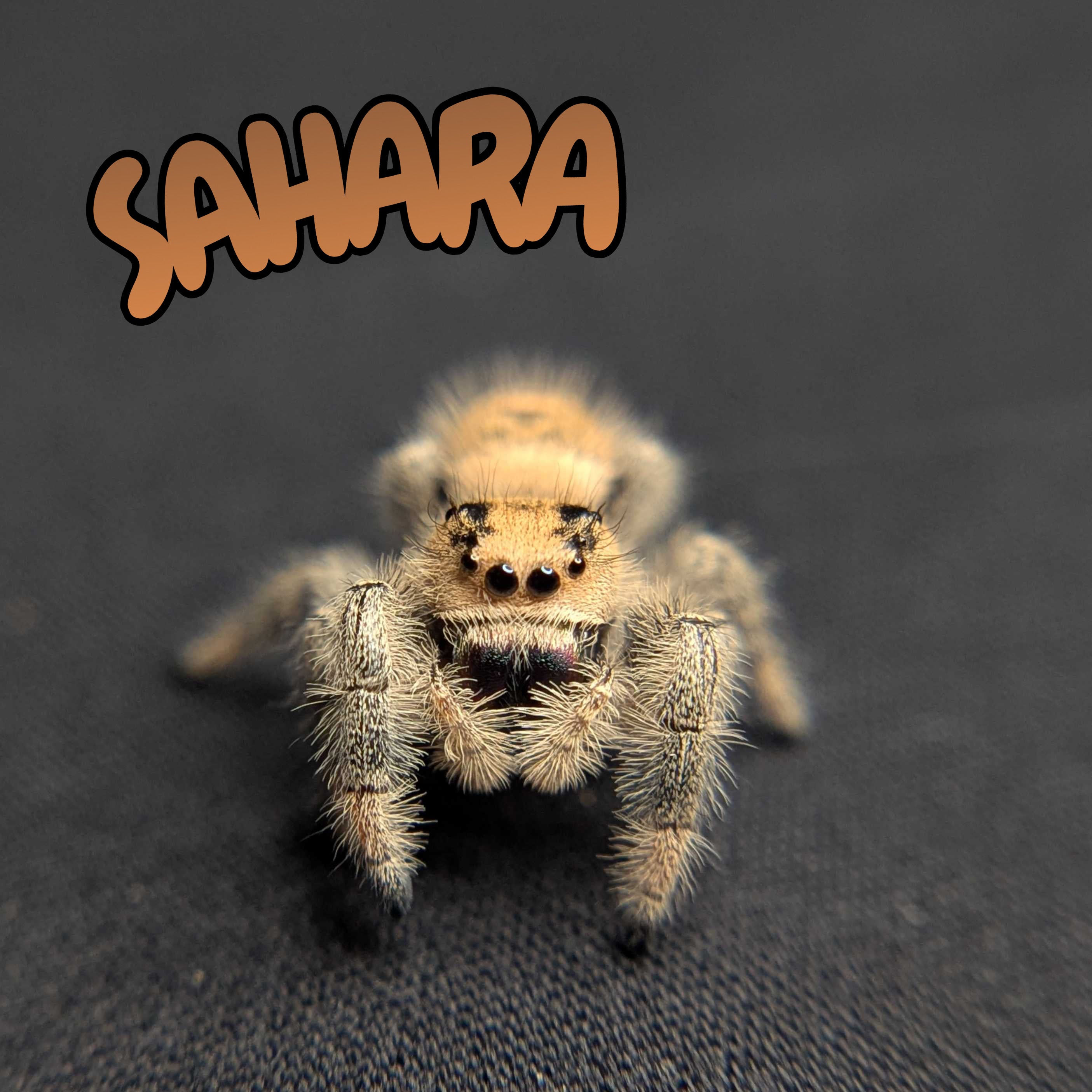 Regal Jumping Spider "Sahara"