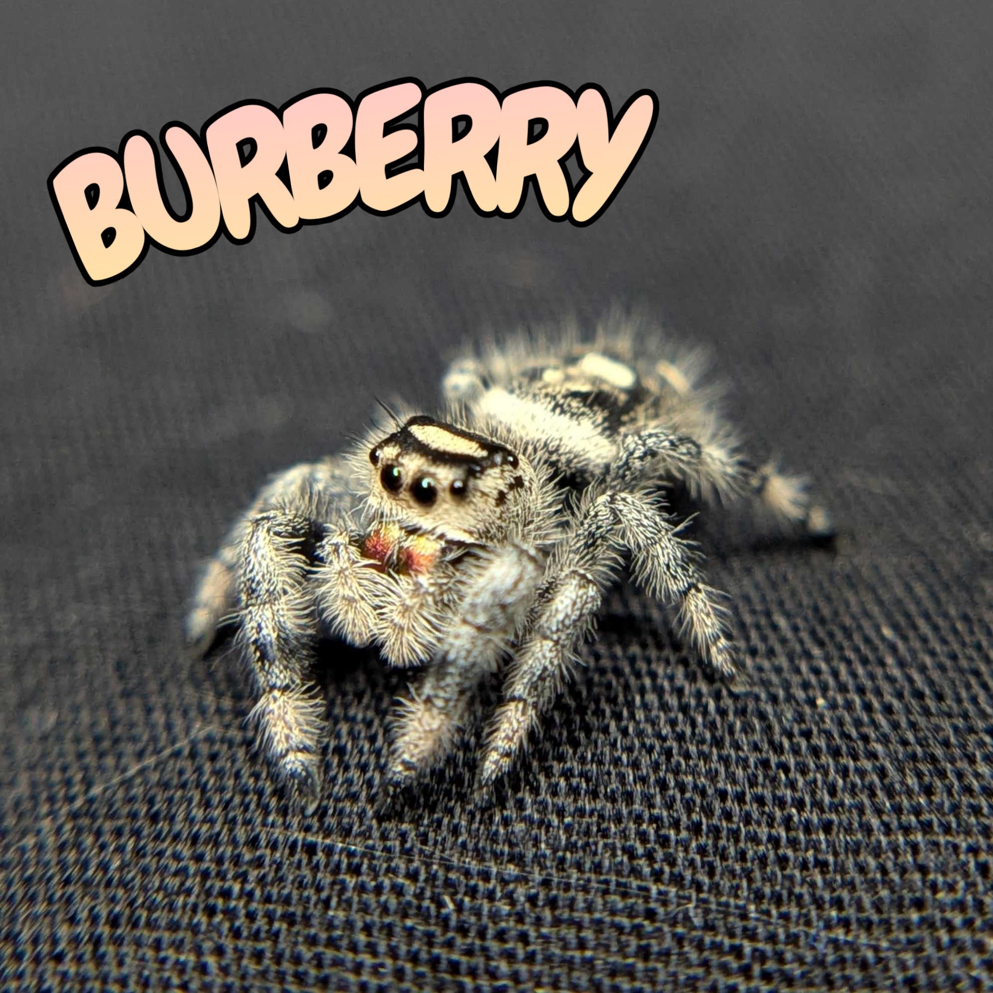 Regal Jumping Spider "Burberry"
