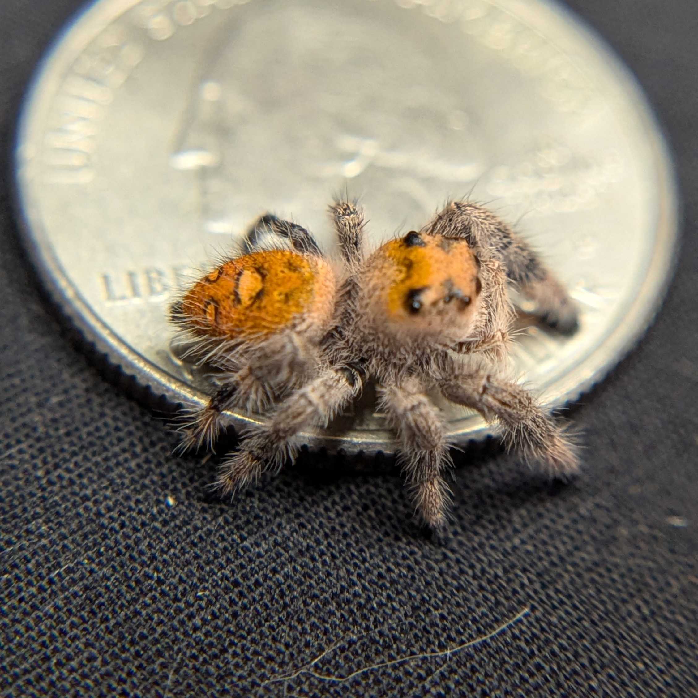 Regal Jumping Spider "Fireball"