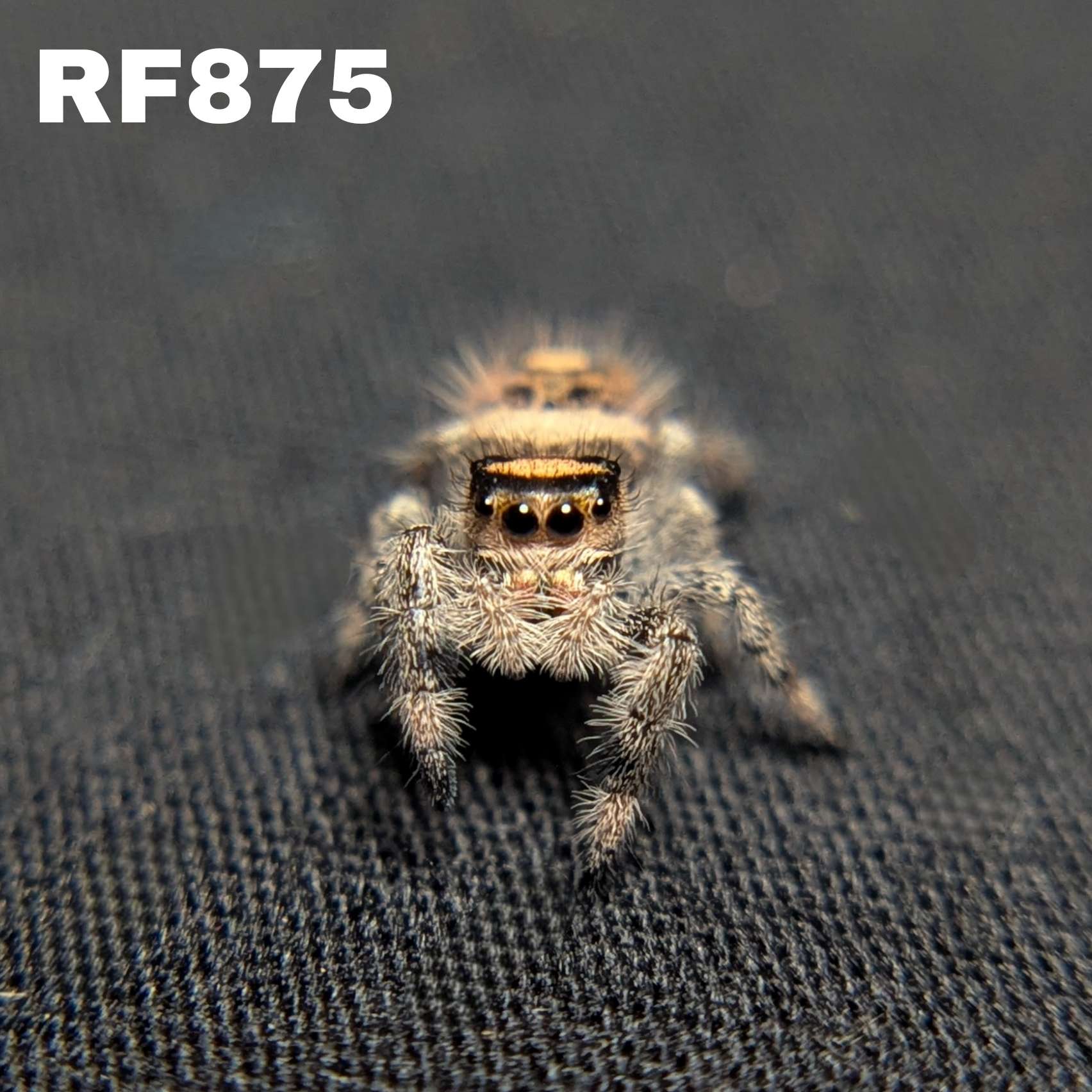 Regal Jumping Spider “Cookie Dough”
