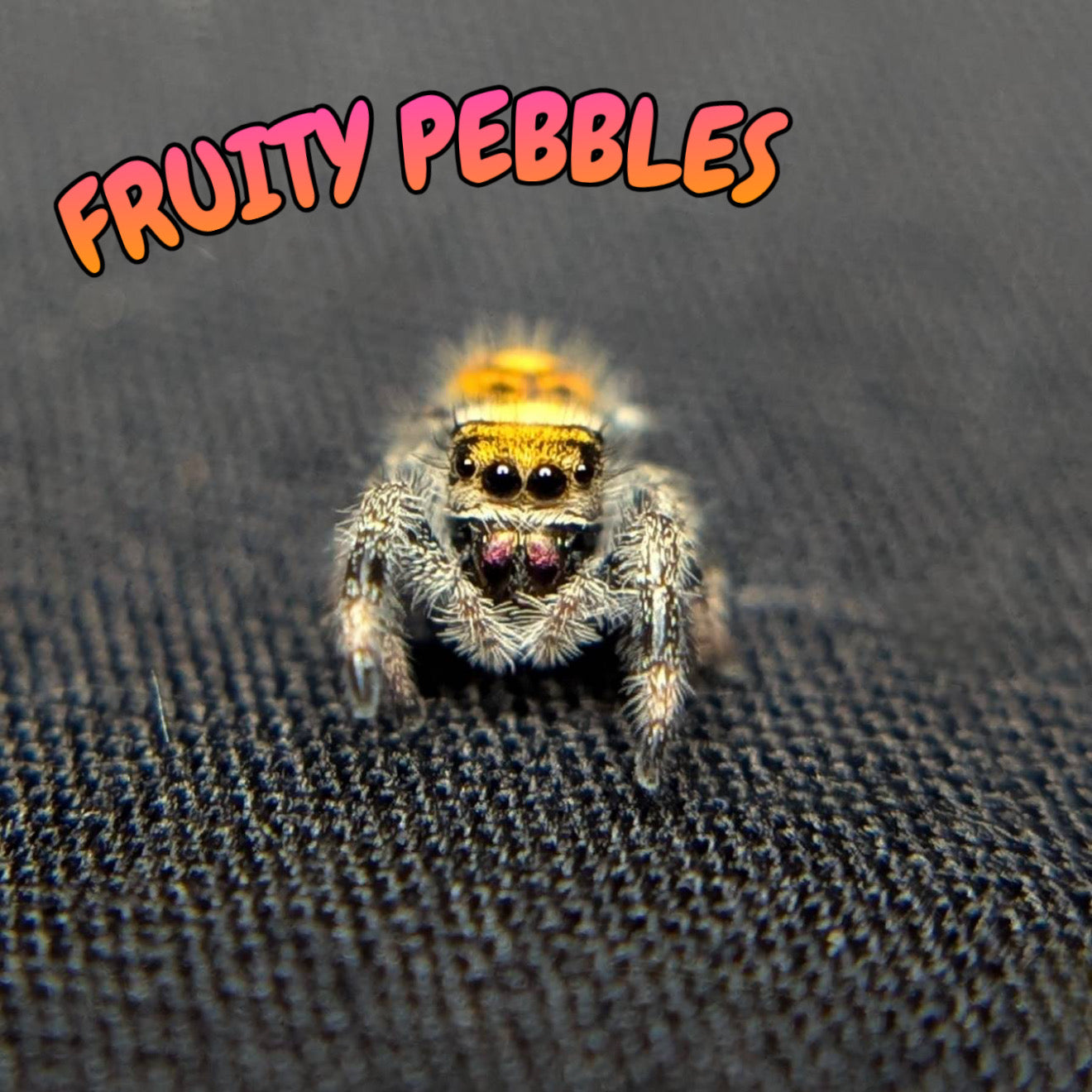 Regal Jumping Spider “Fruity Pebbles”