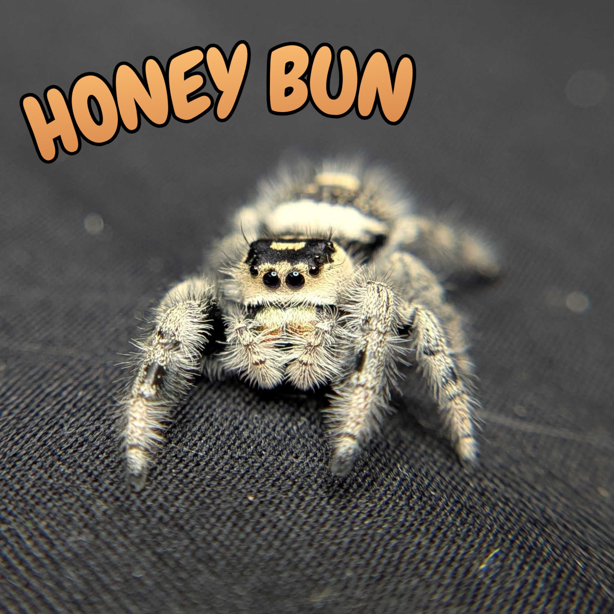 Regal Jumping Spider "Honey Bun"