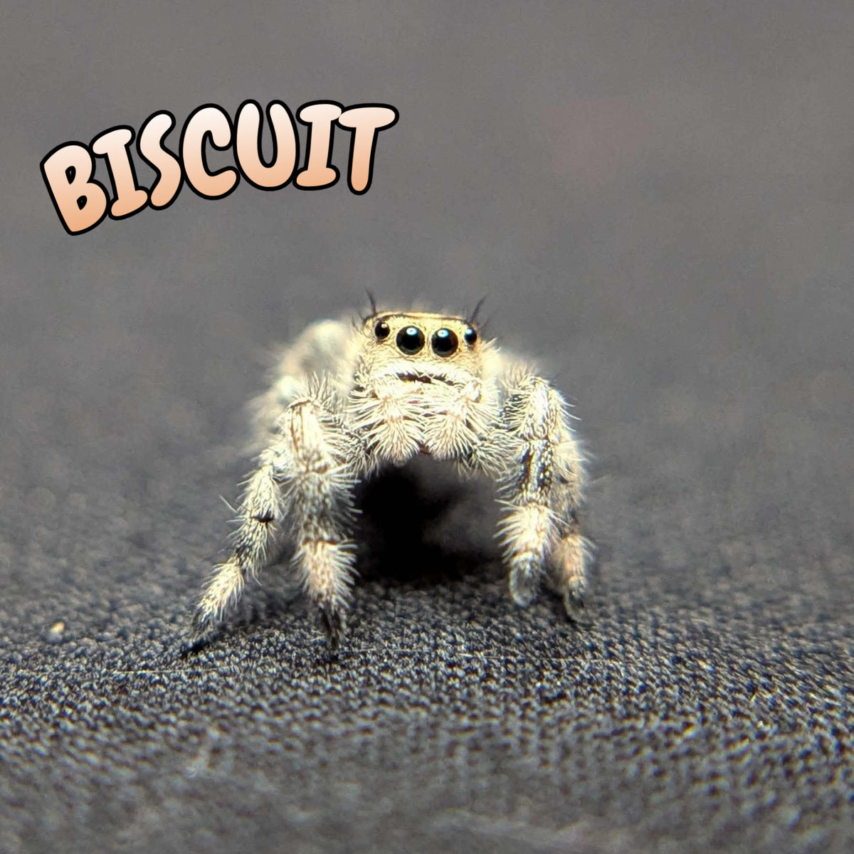 Regal Jumping Spider "Biscuit"