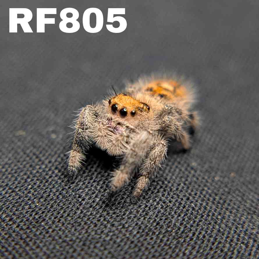 Regal Jumping Spider "Sunkiss"