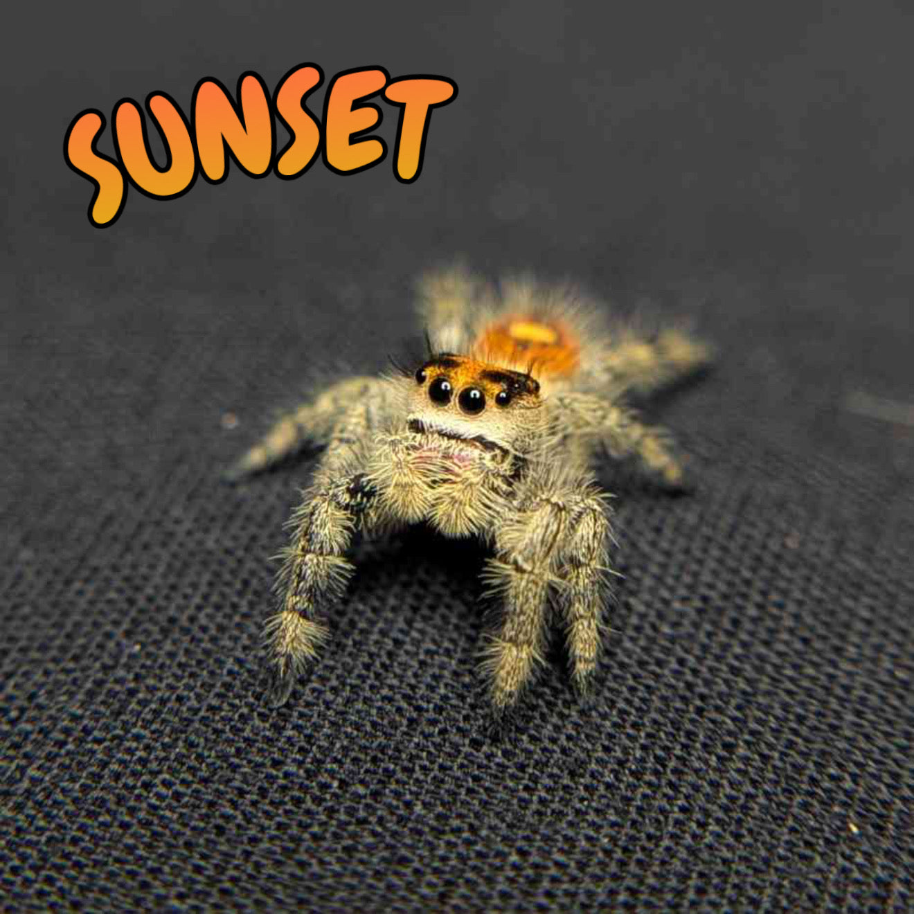 Regal Jumping Spider "Sunset"