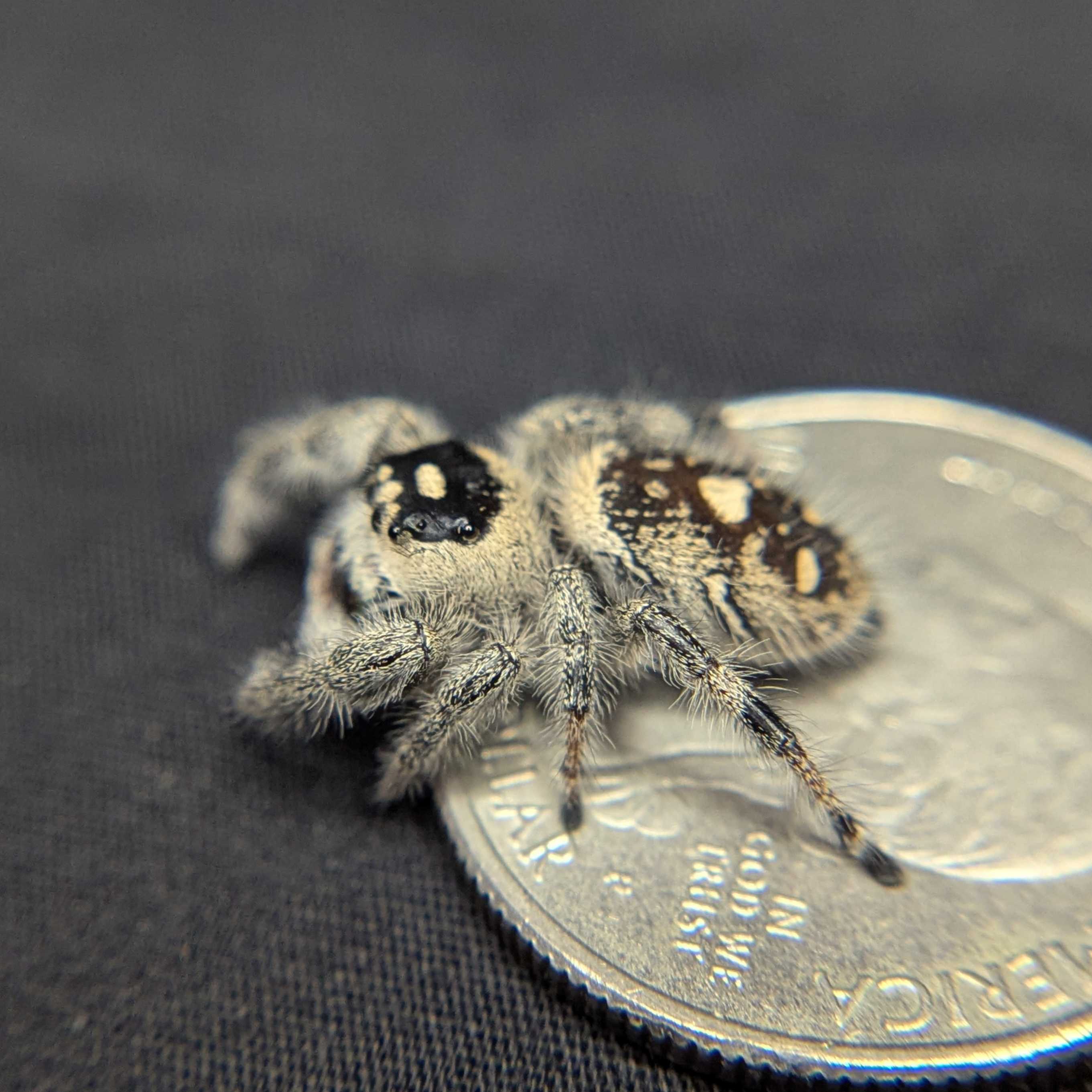 Regal Jumping Spider "Crystal”