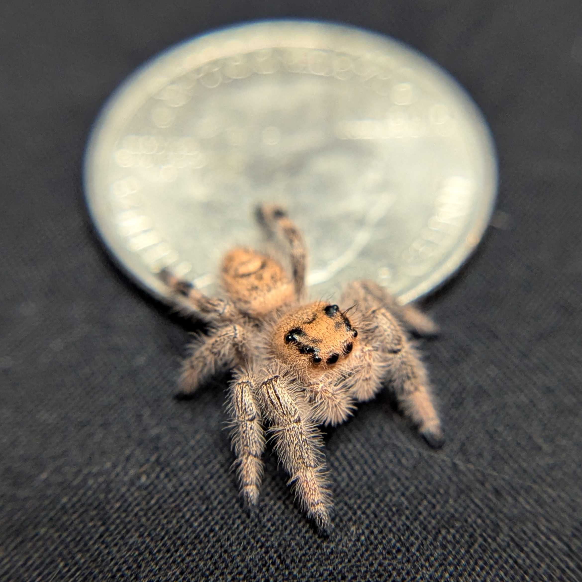Regal Jumping Spider "Pancake"