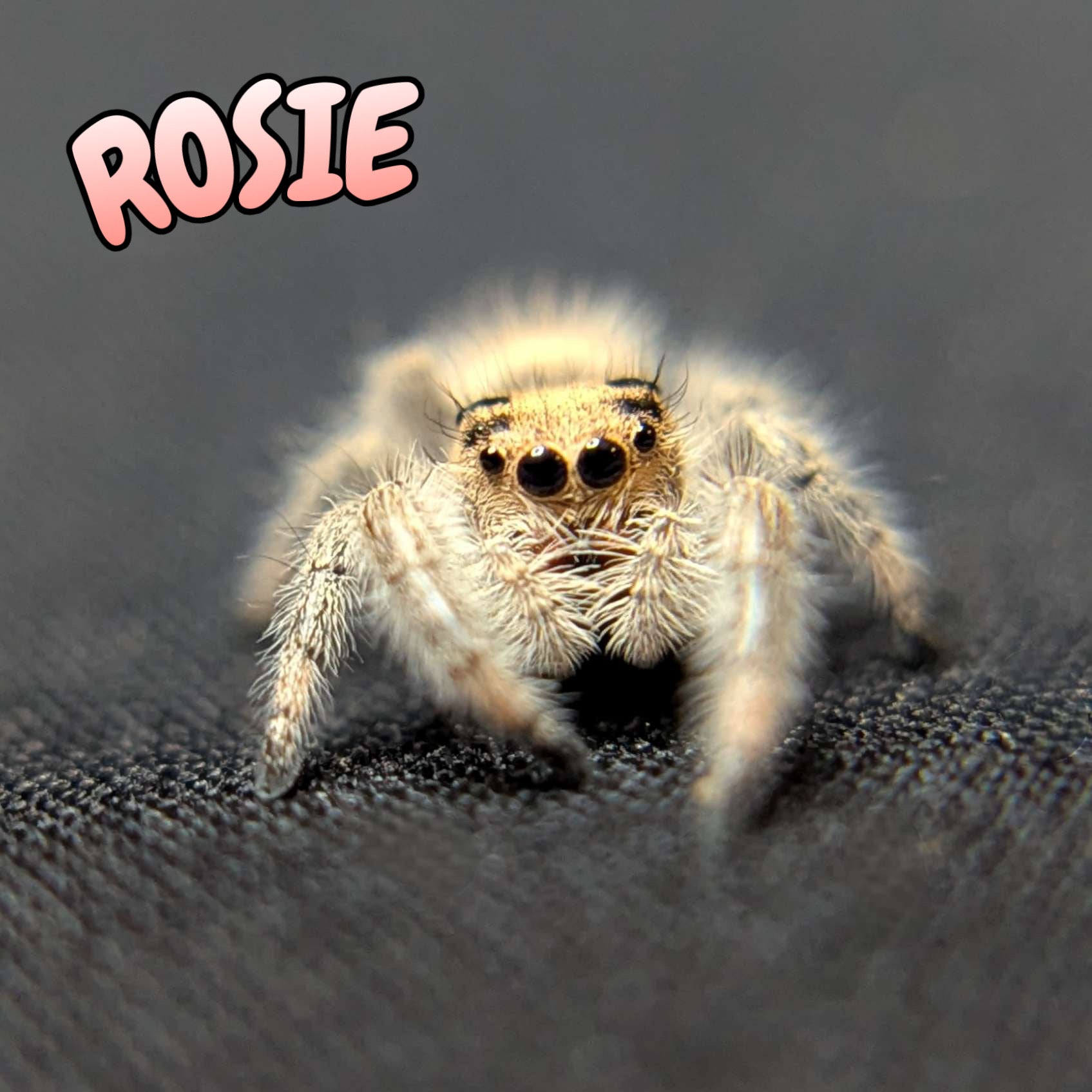 Regal Jumping Spider "Rosie"