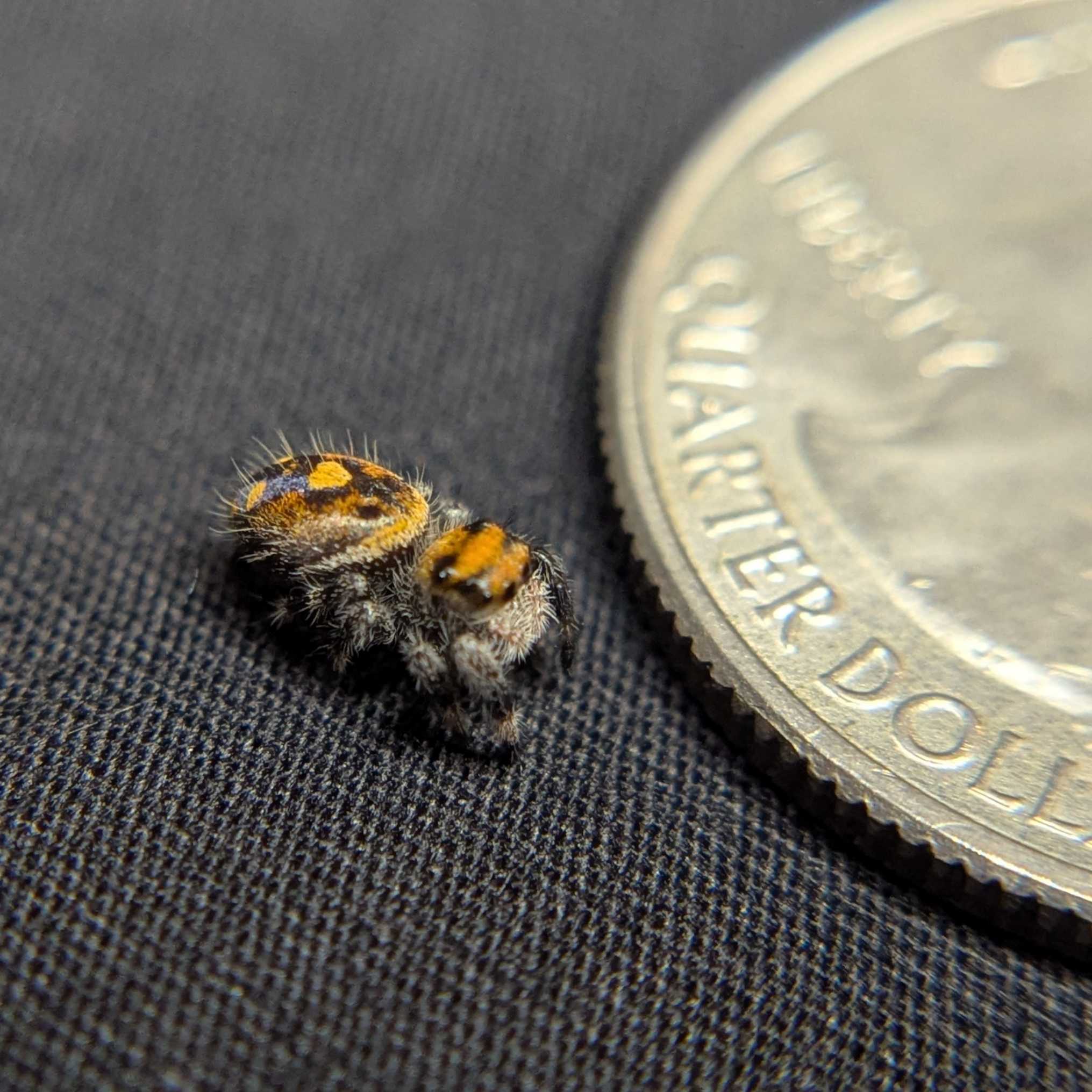 Regal Jumping Spider "Punkin"