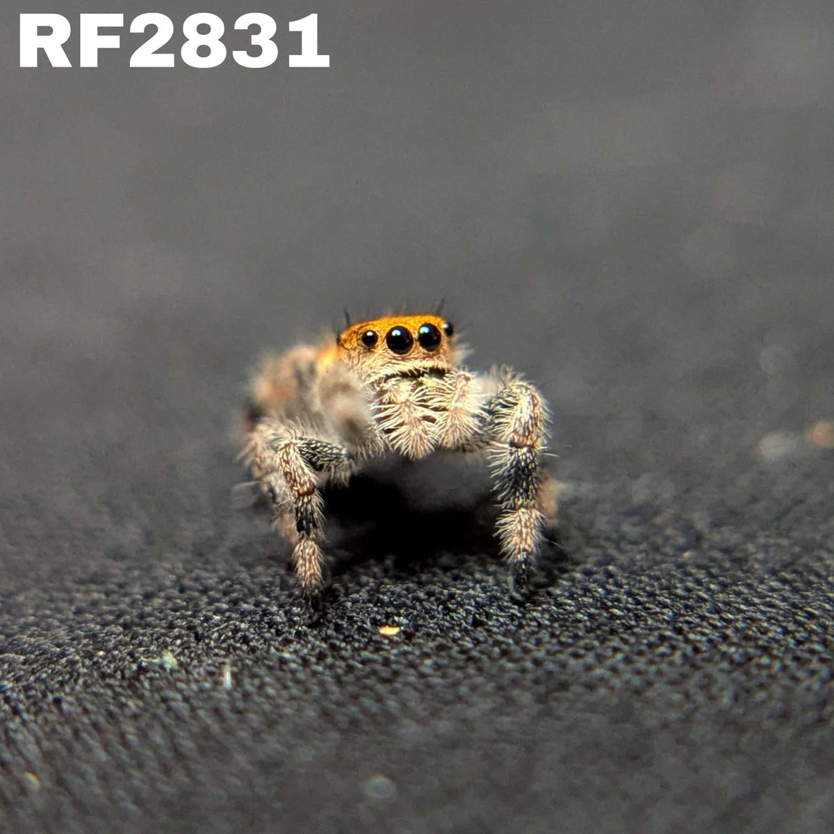 Regal Jumping Spider "Sunkiss"