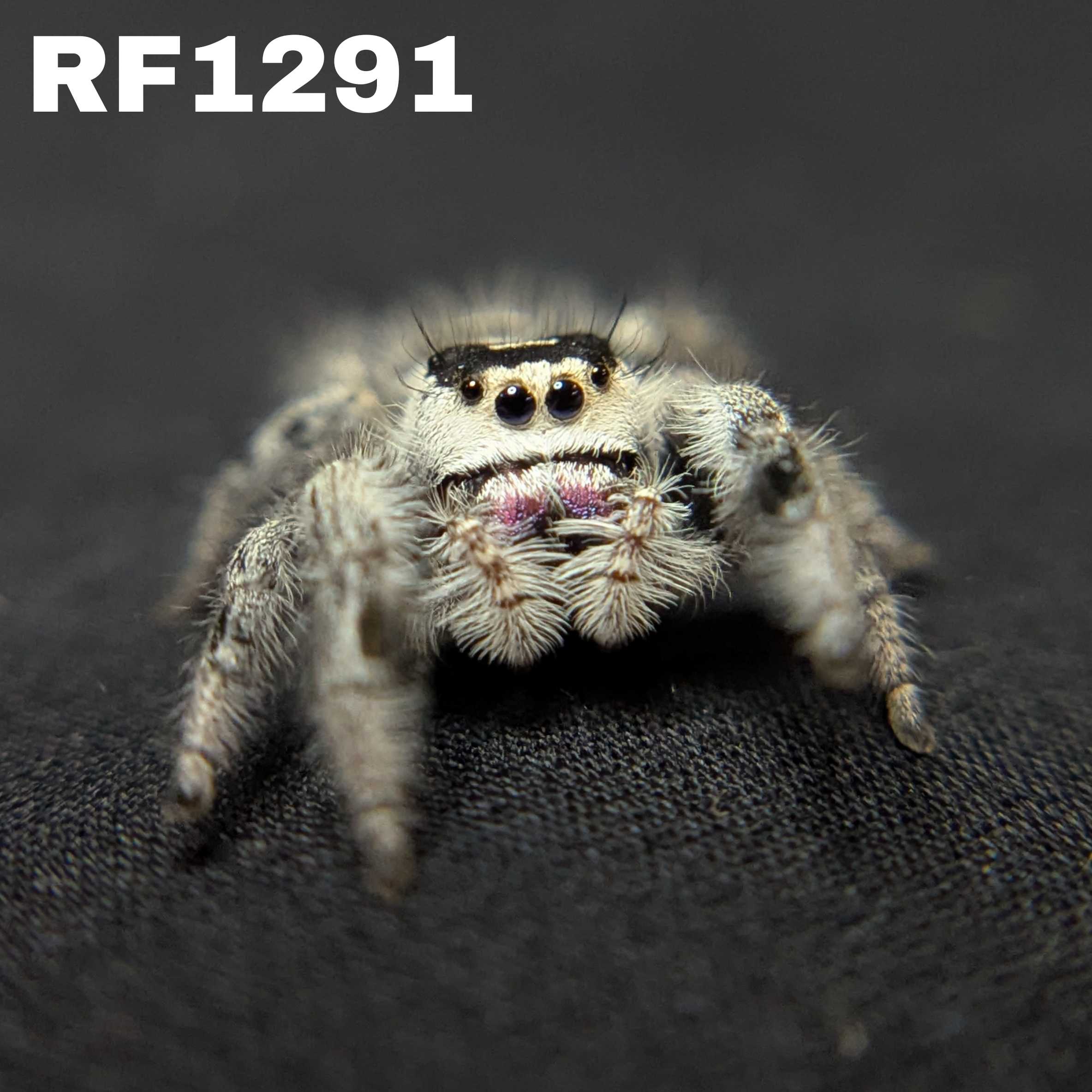 Regal Jumping Spider "Oreo"