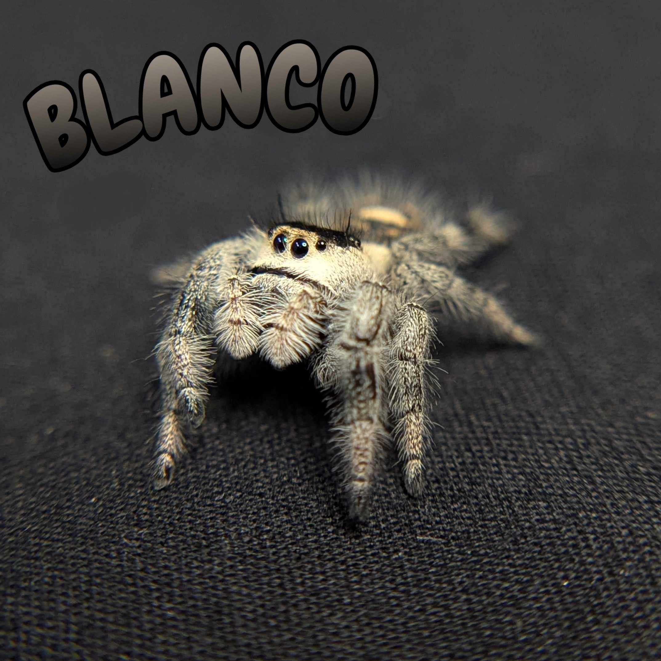 Regal Jumping Spider "Blanco"