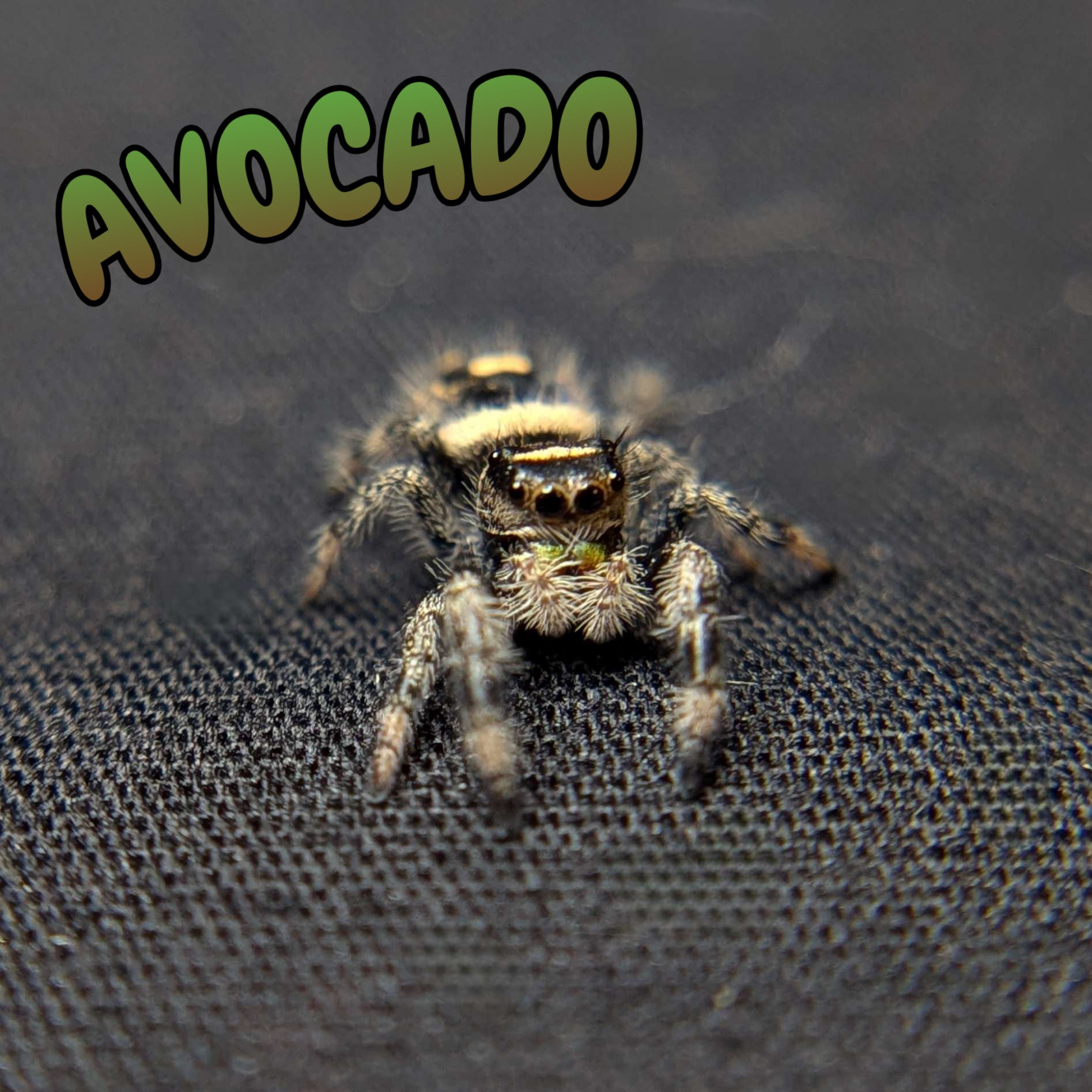 Regal Jumping Spider "Avocado"