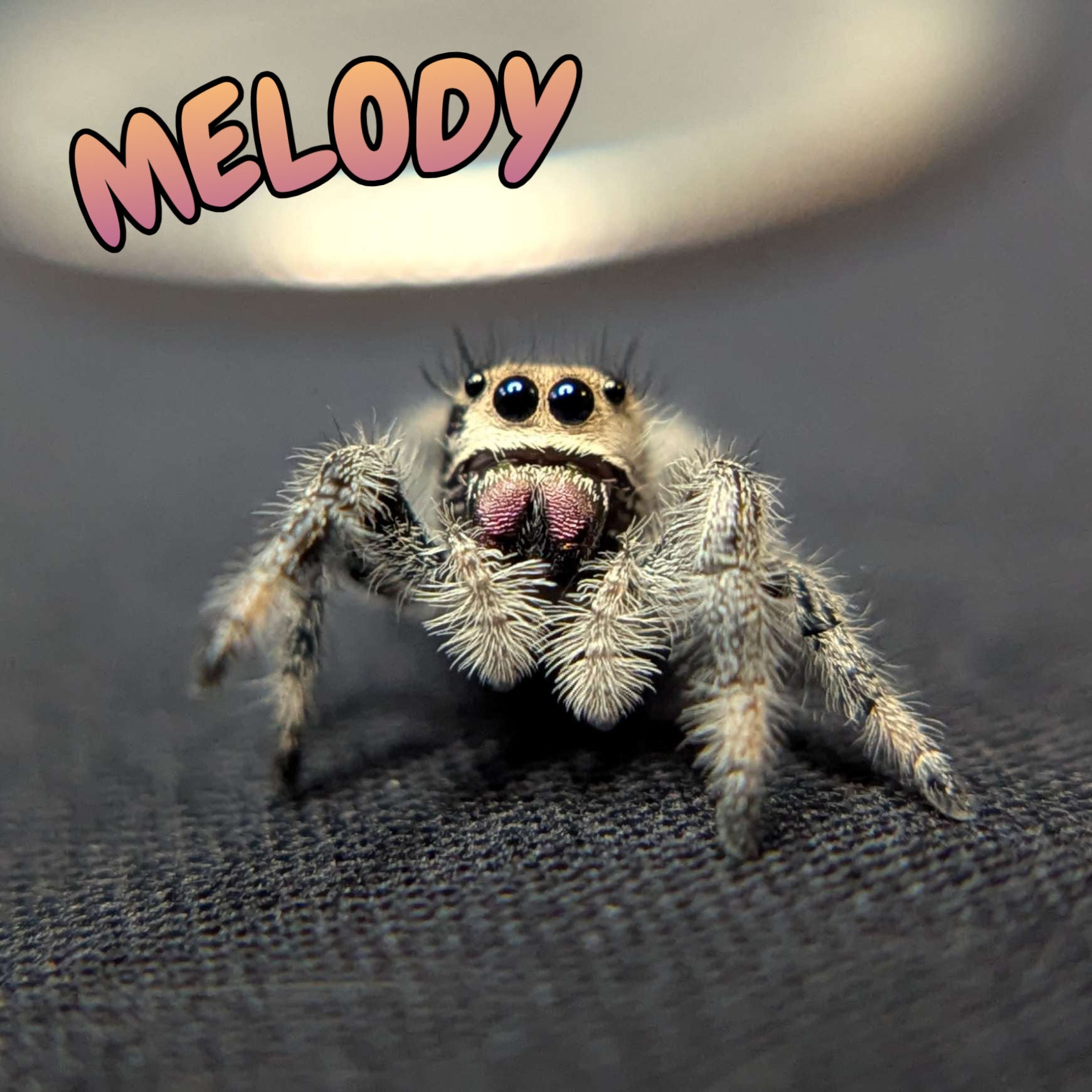 Regal Jumping Spider "Melody"