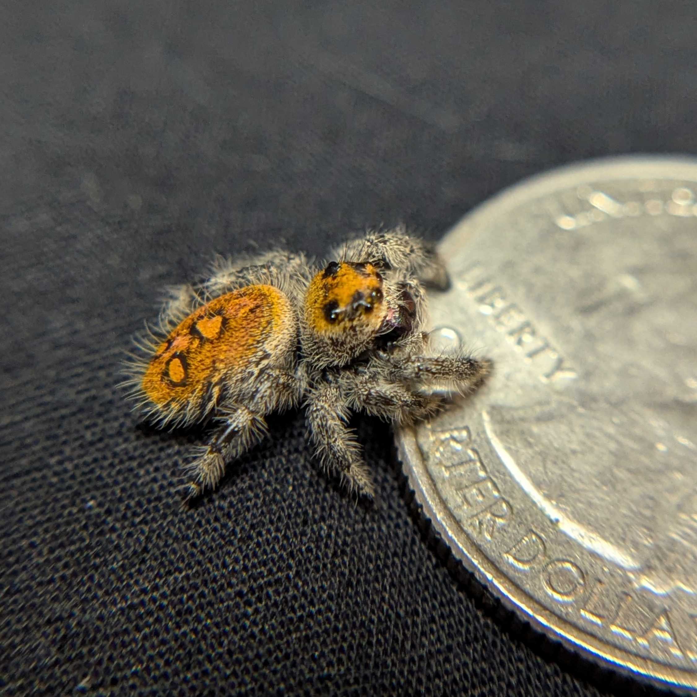 Regal Jumping Spider "Paradise"