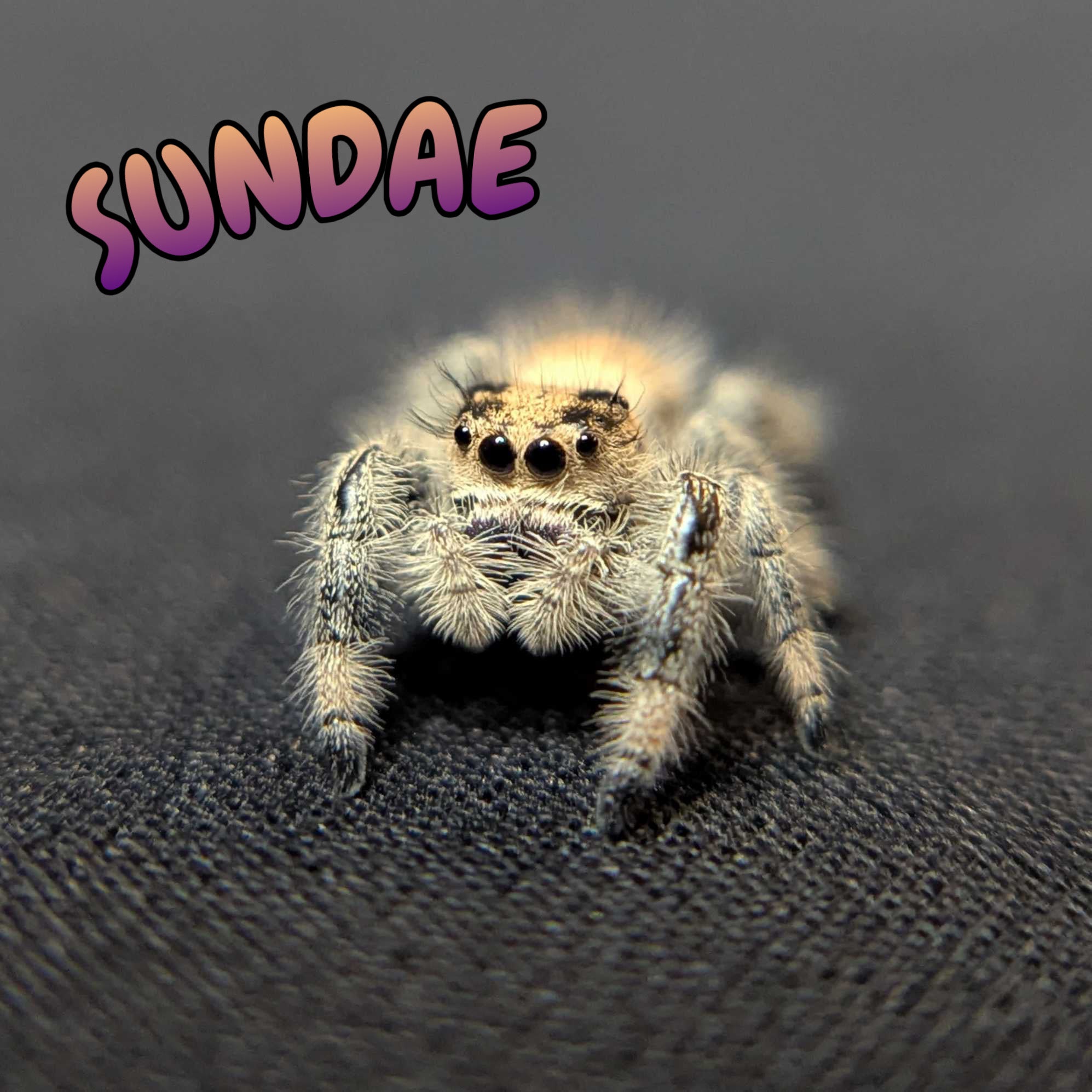 Regal Jumping Spider "Sundae"