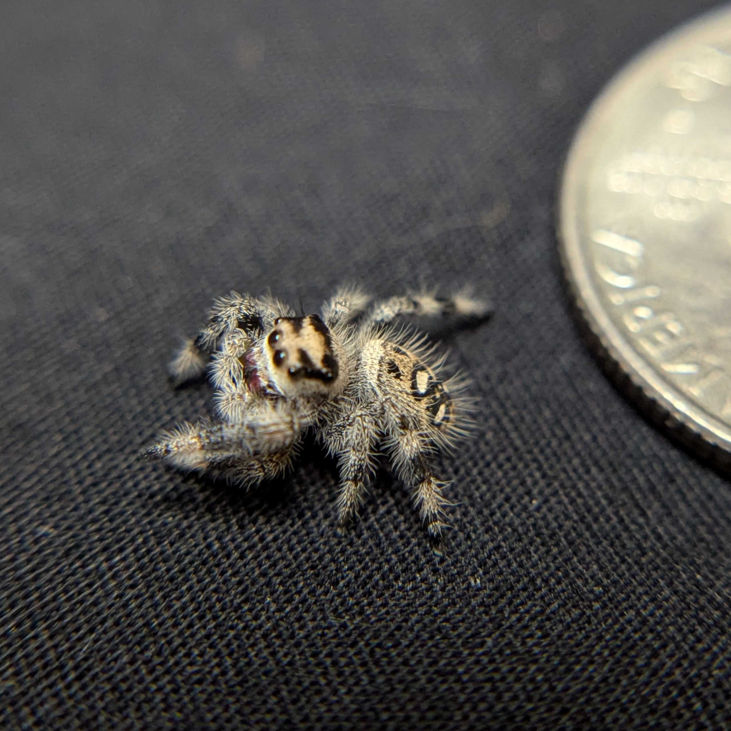 Regal Jumping Spider "Neon"