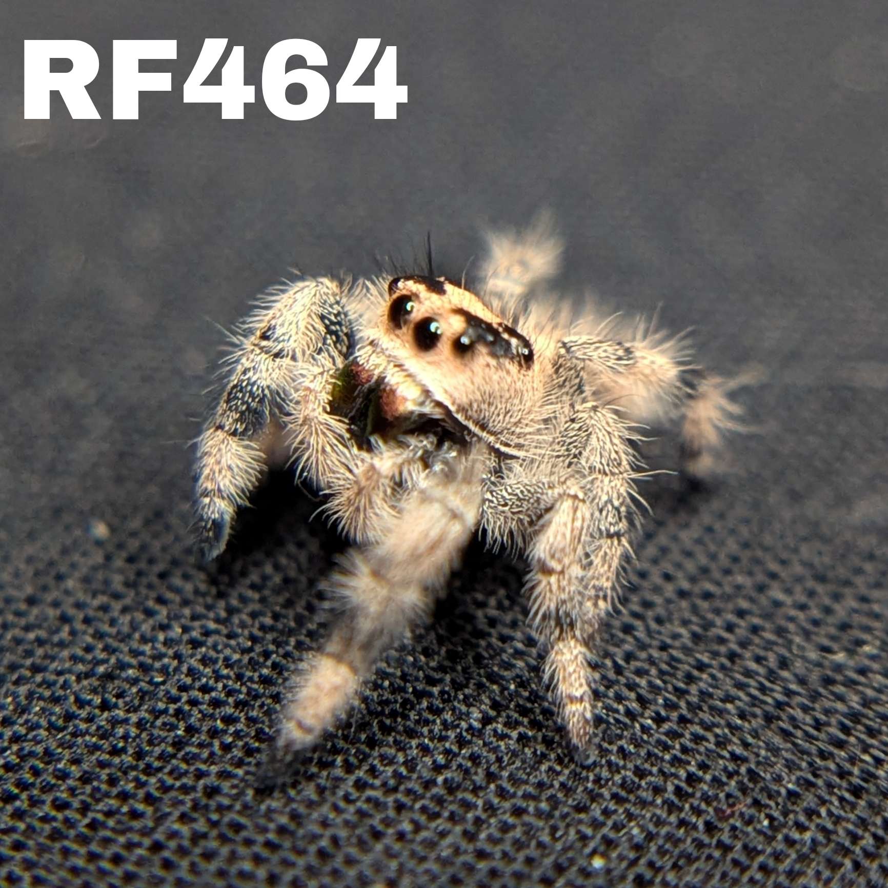 Regal Jumping Spider "Saffron"