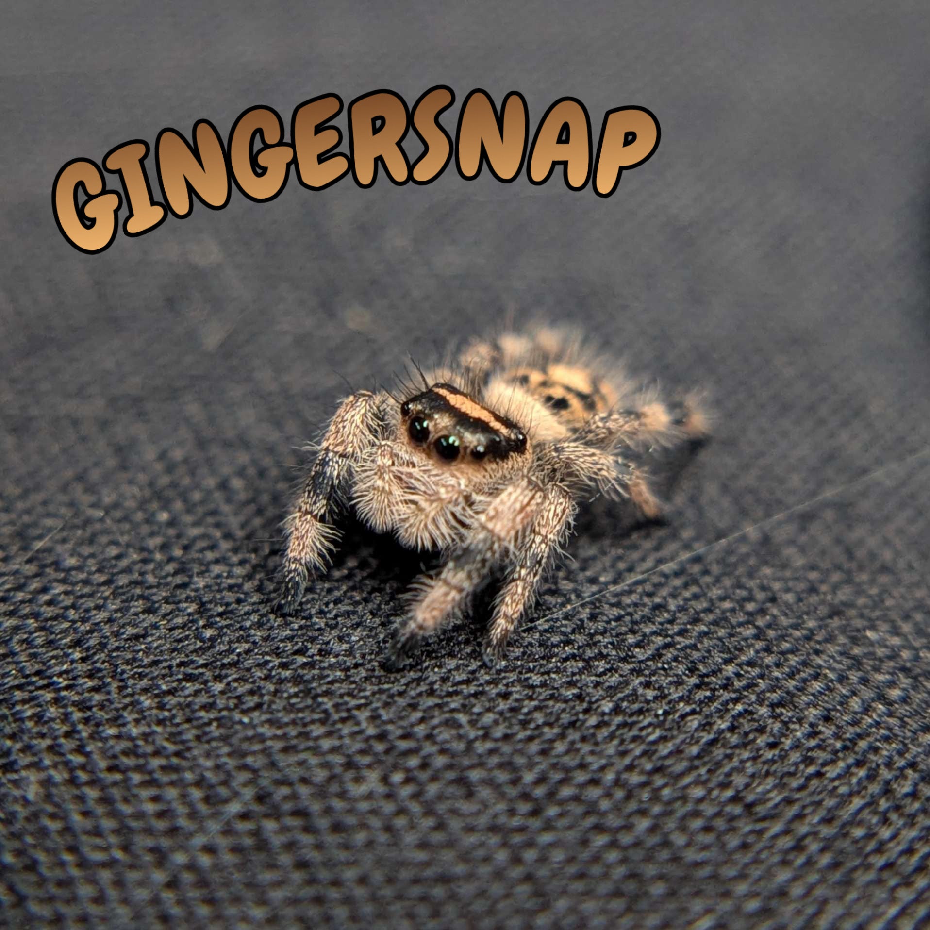 Regal Jumping Spider "Gingersnap"