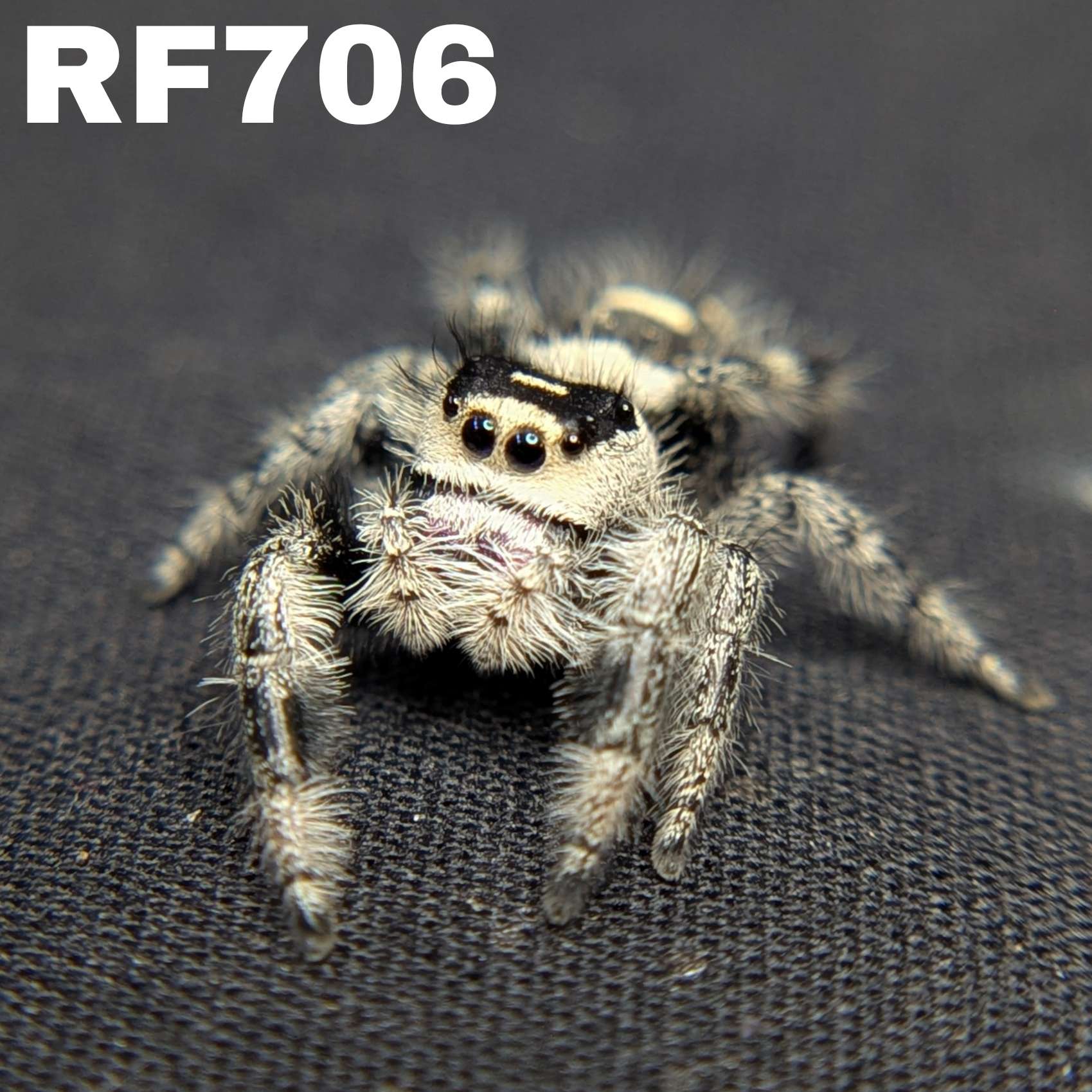 Regal Jumping Spider "BlackBerry"