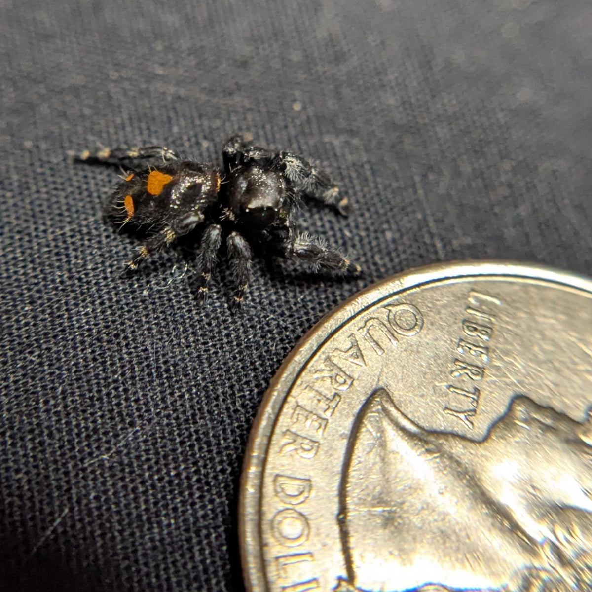 Audax Bryantae Jumping Spider "Odysseus"