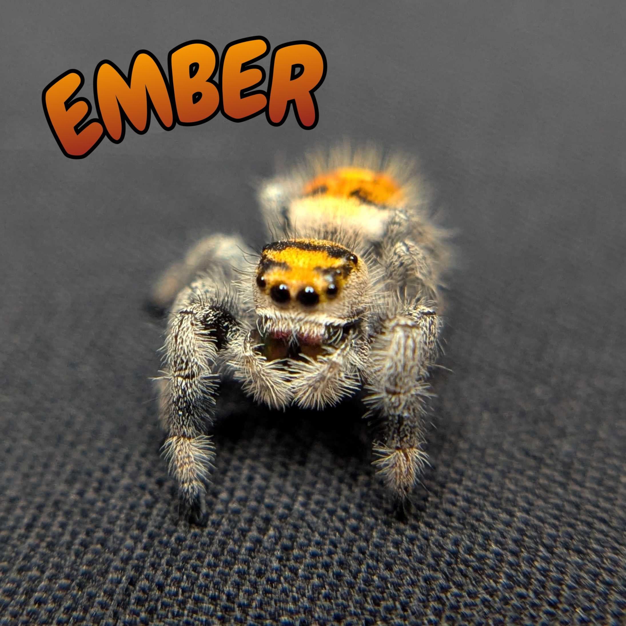 Regal Jumping Spider "Ember"
