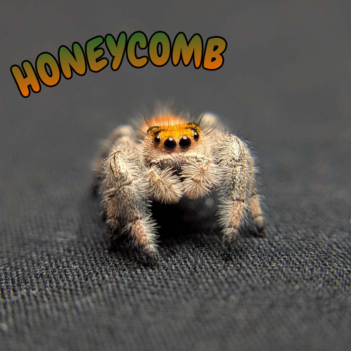 Regal Jumping Spider “Honeycomb”