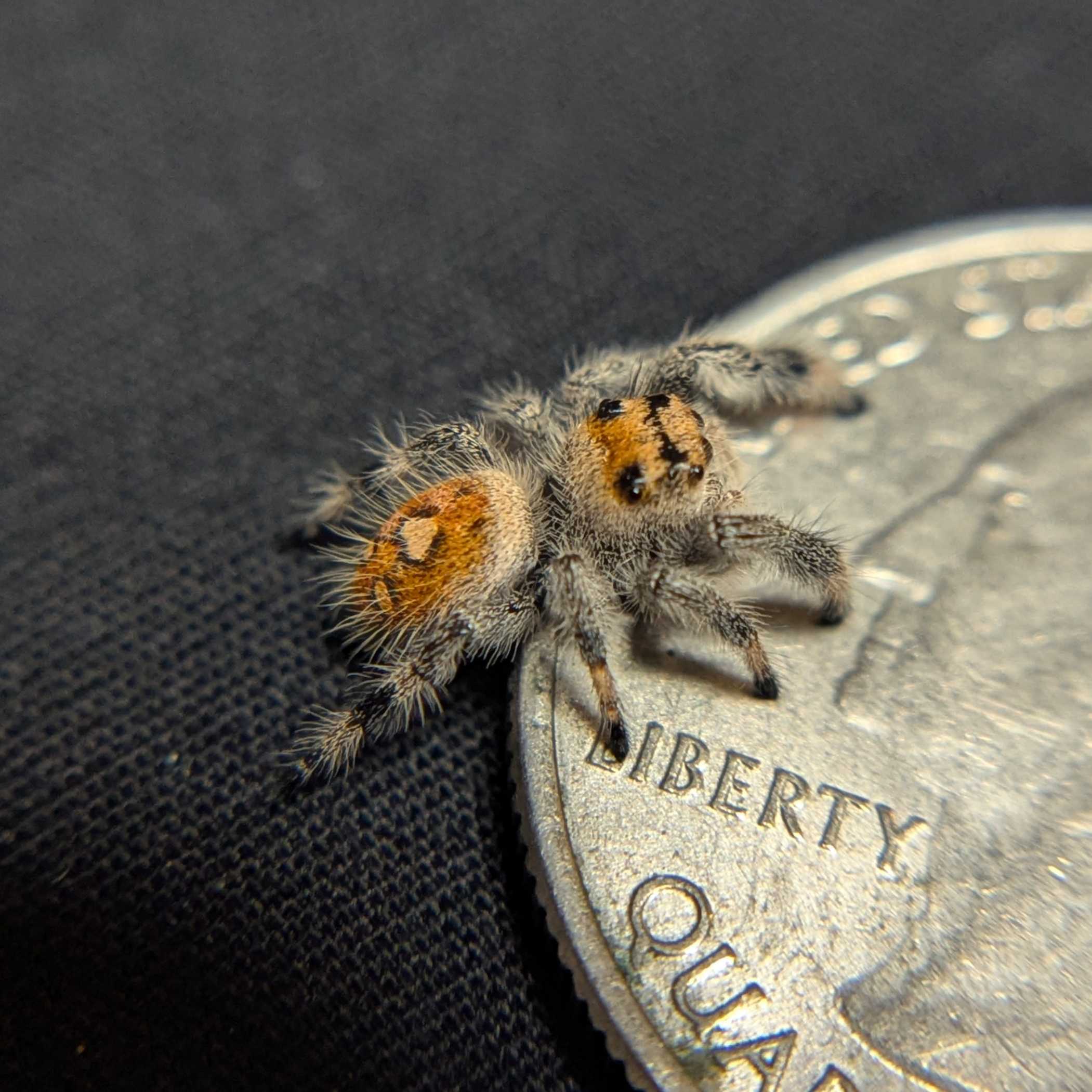 Regal Jumping Spider “Honeycomb”