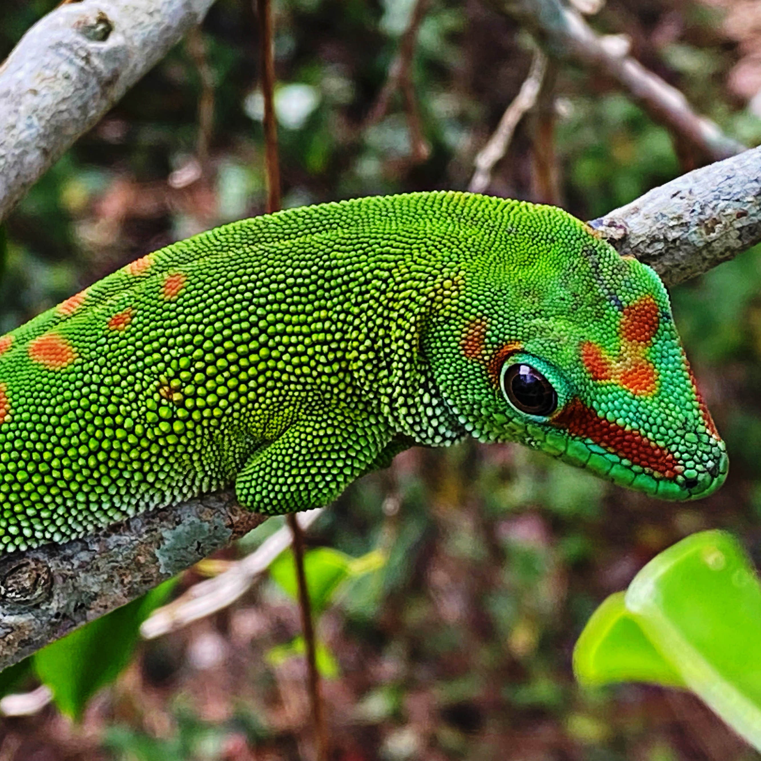 Day Gecko For Sale, Grandis