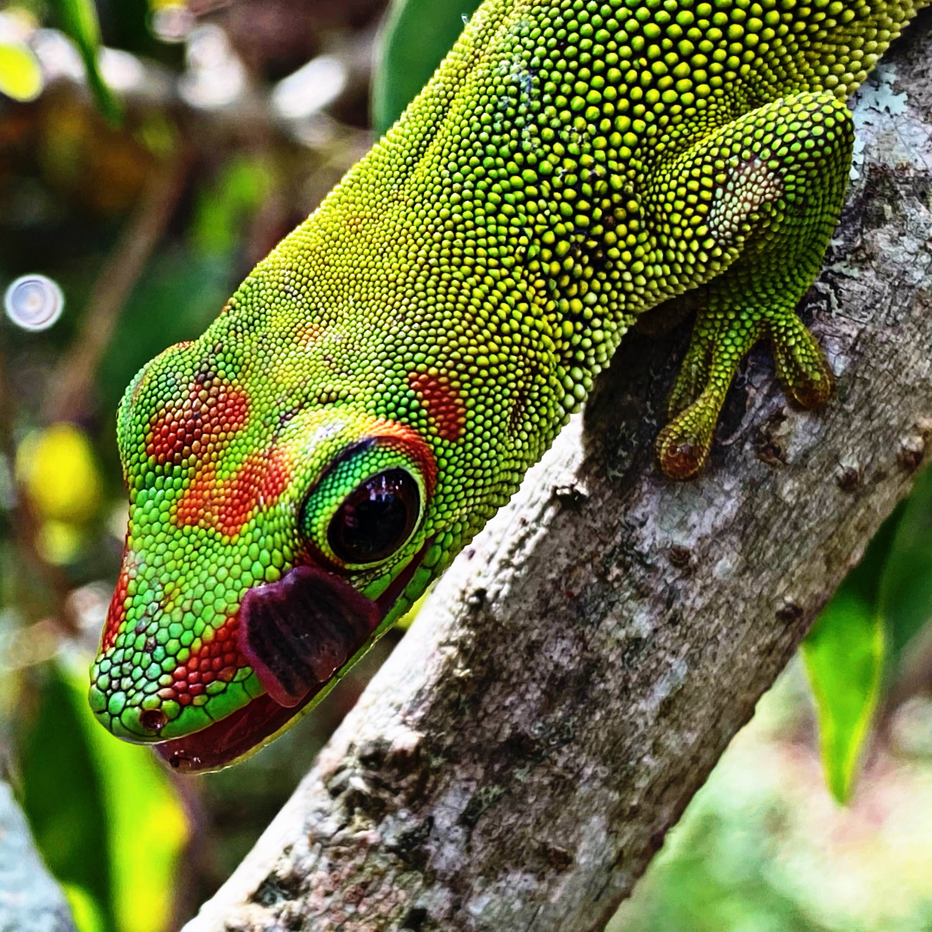 Juvenile Grandis Day Gecko For Sale