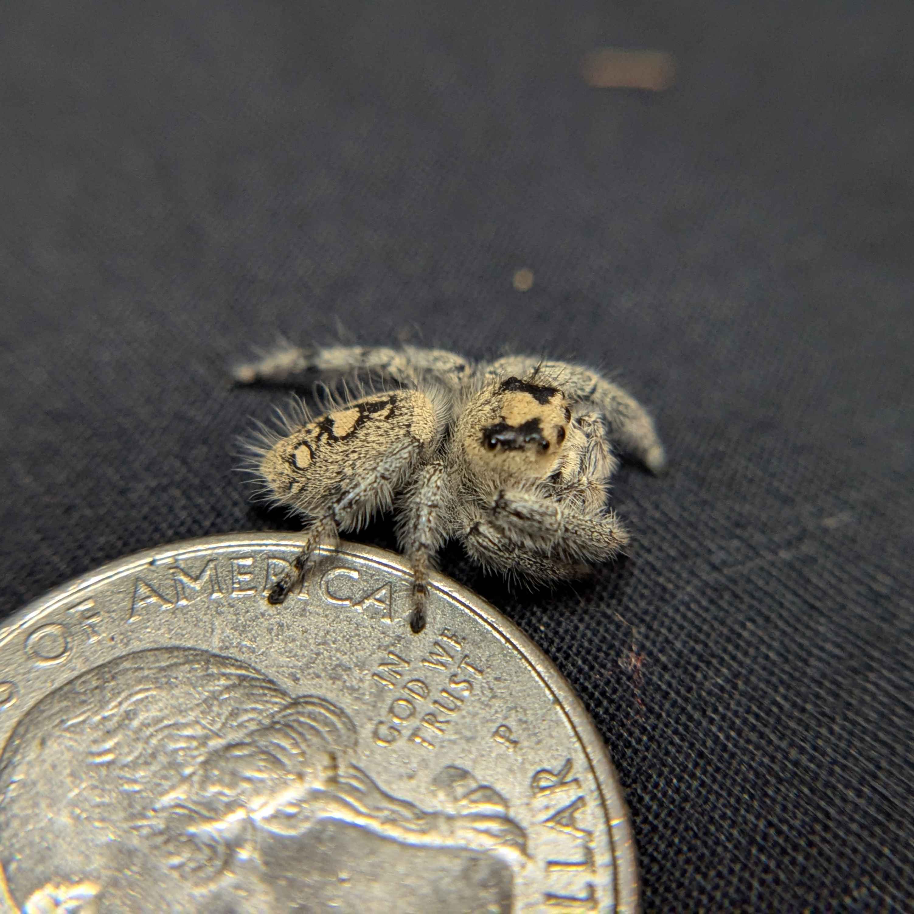 Regal Jumping Spider "Champagne"