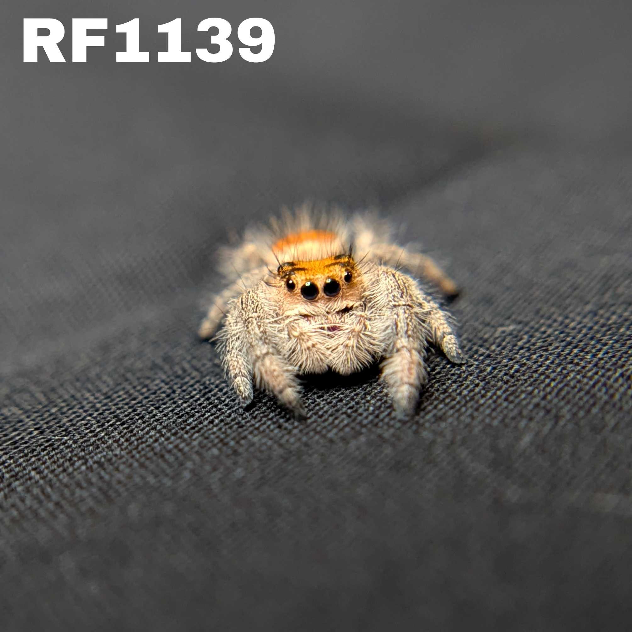 Regal Jumping Spider “Solara”