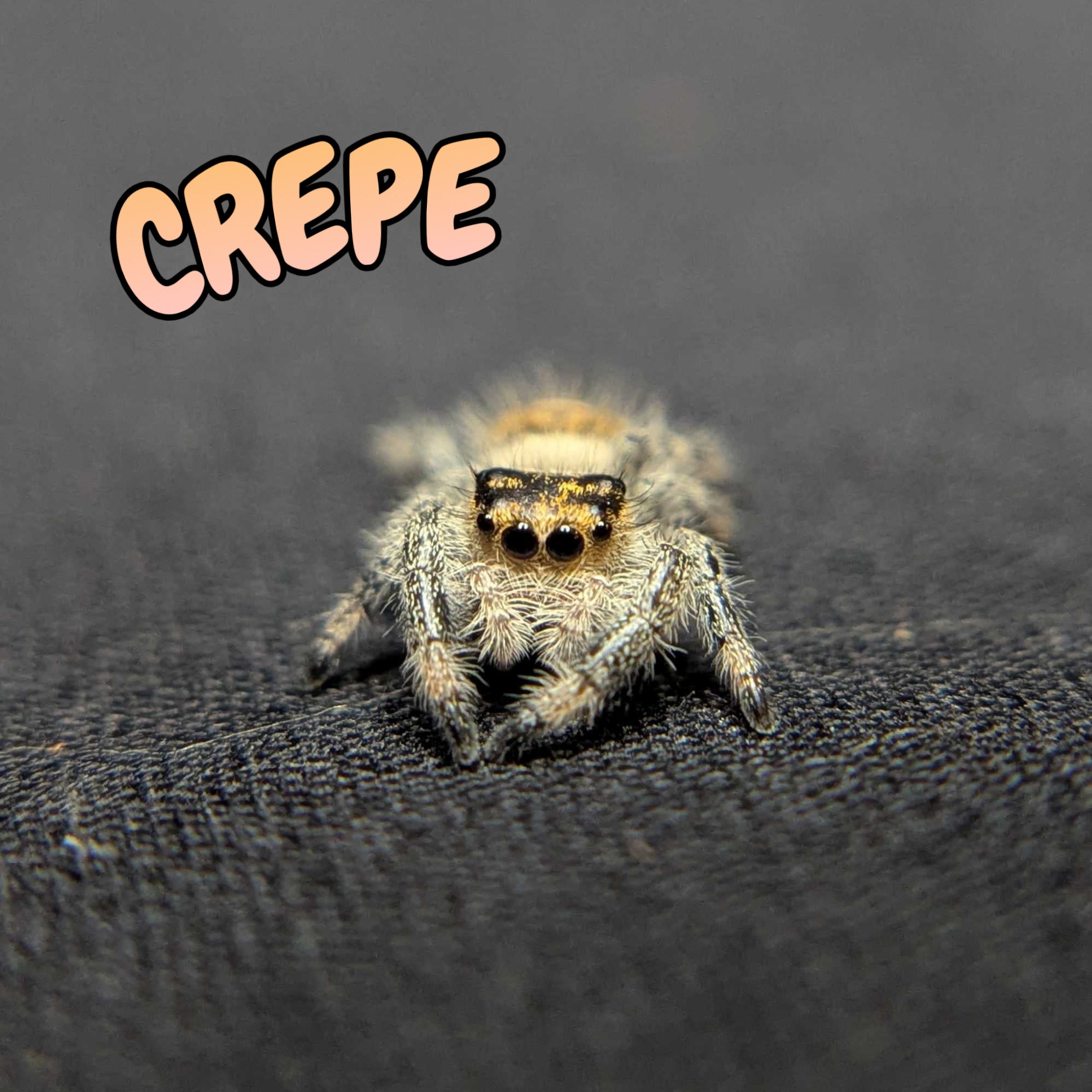 Regal Jumping Spider "Crepe"