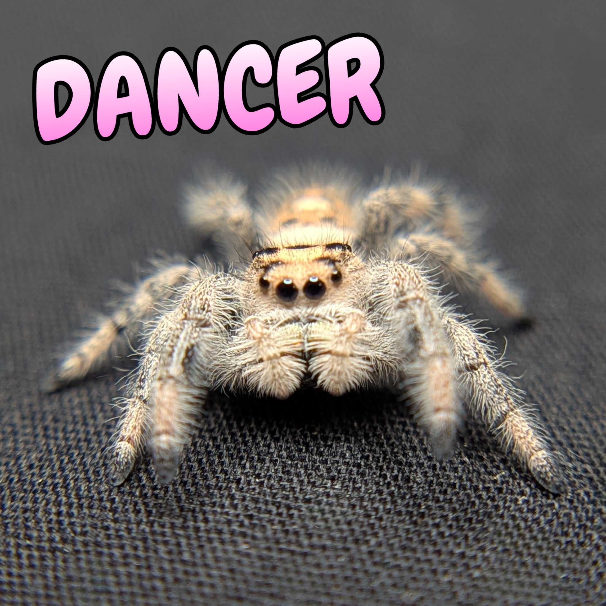 Regal Jumping Spider "Dancer"