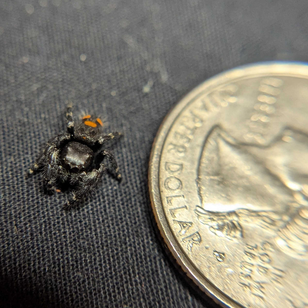 Audax Jumping Spider "Rebel"