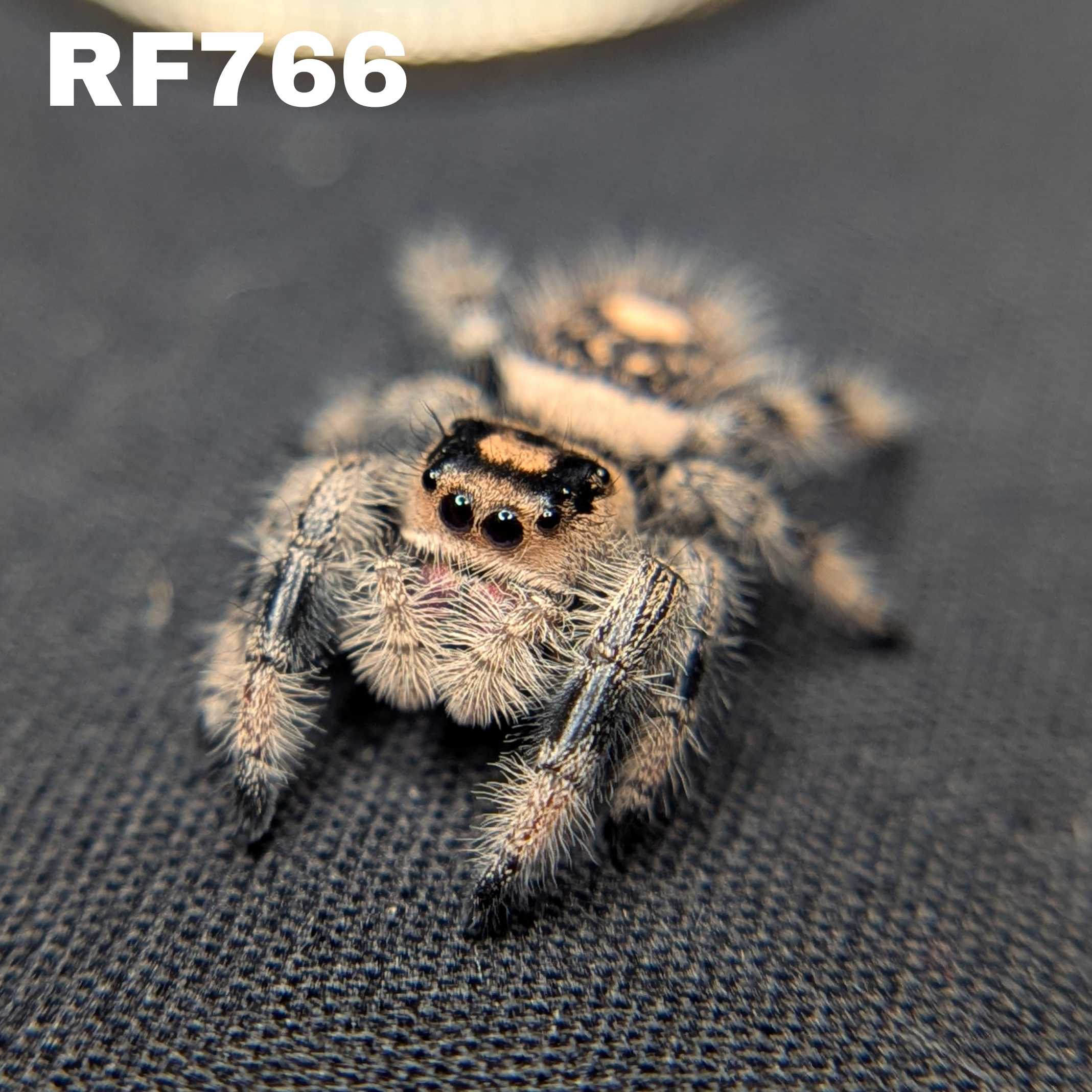 Regal Jumping Spider "Mira"