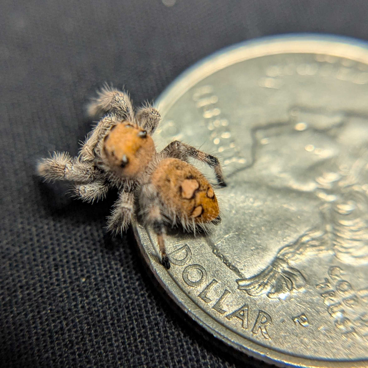 Regal Jumping Spider "Sizzle"