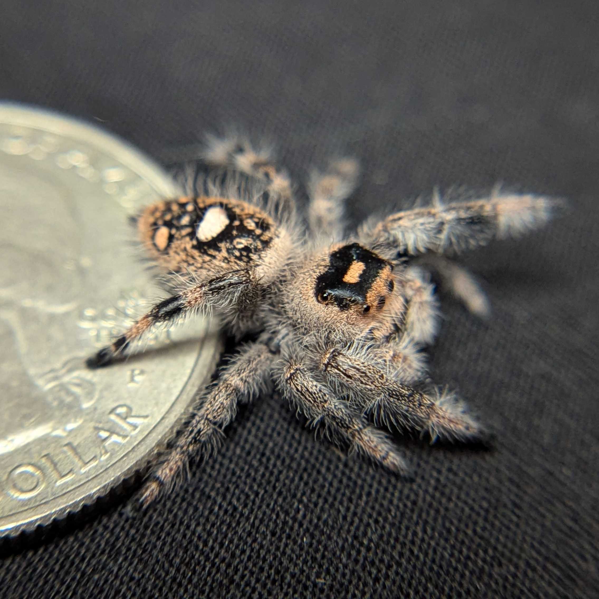 Regal Jumping Spider "Wine"