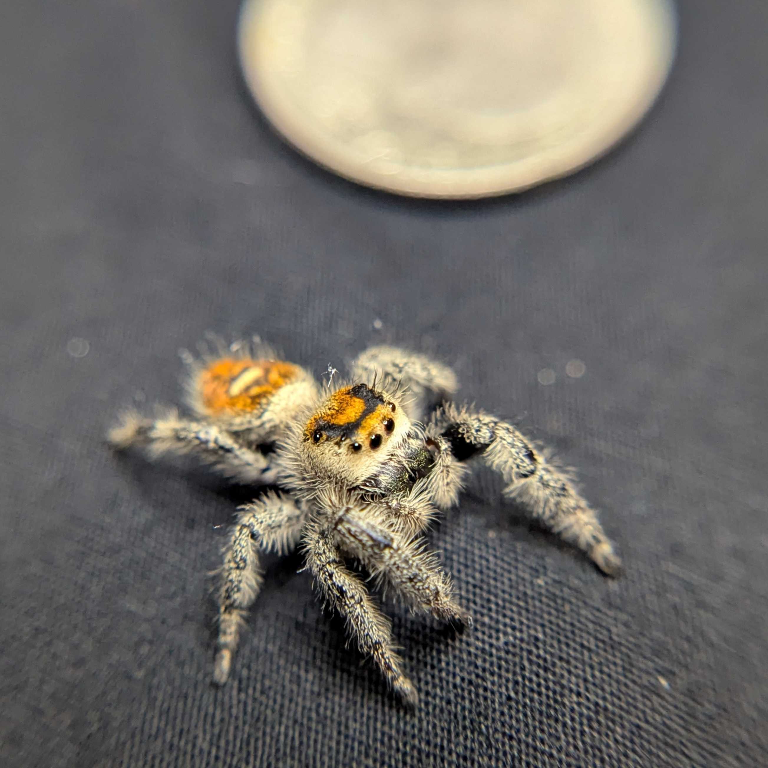 Regal Jumping Spider "Elizabeth"