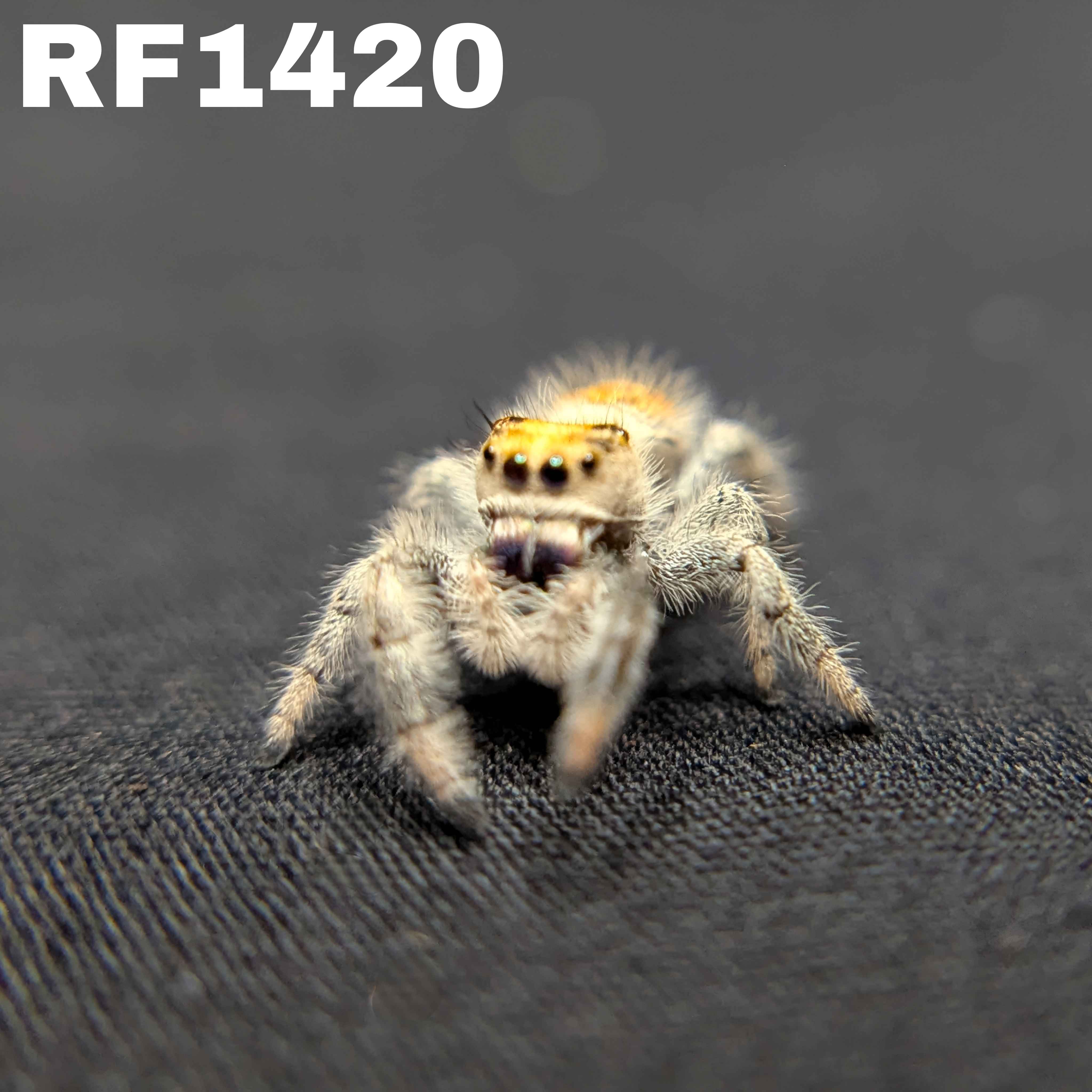 Regal Jumping Spider “Durian”