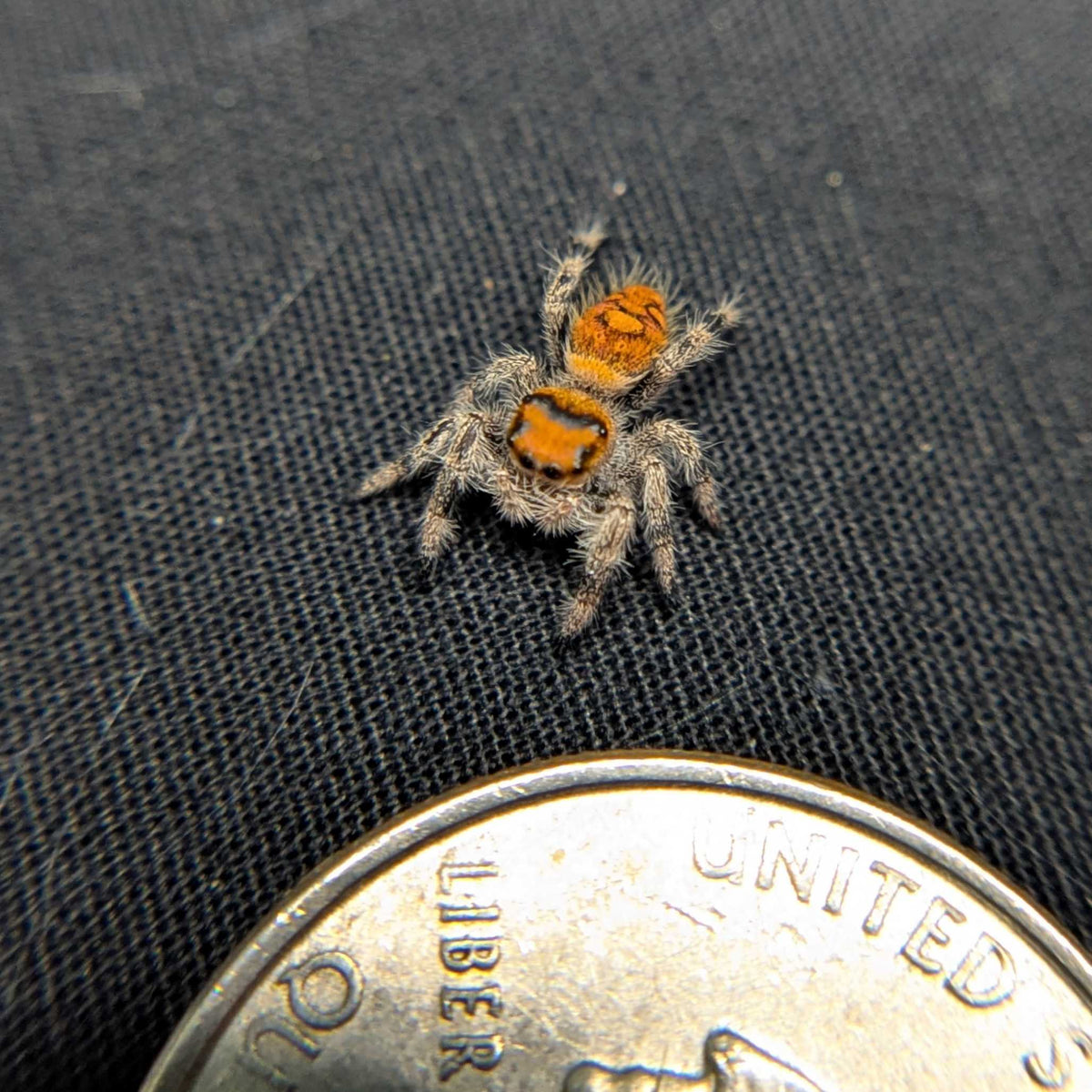 Regal Jumping Spider “Durian”