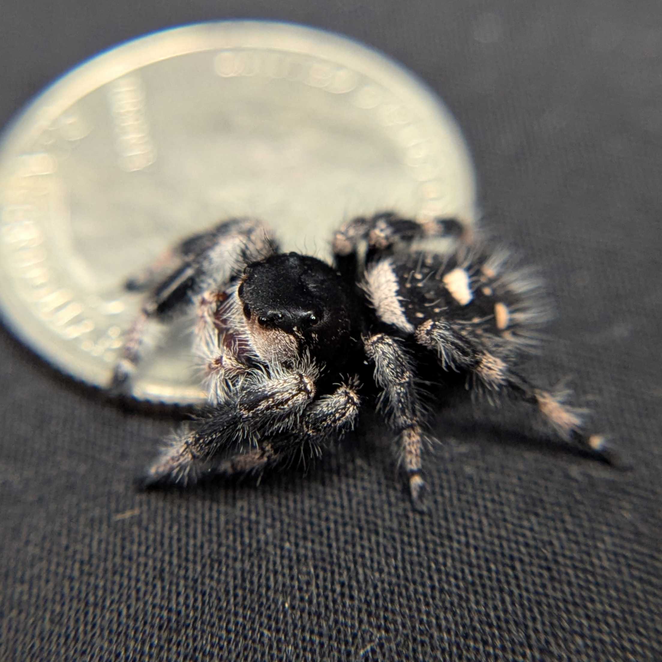 Regal Jumping Spider "Berry"