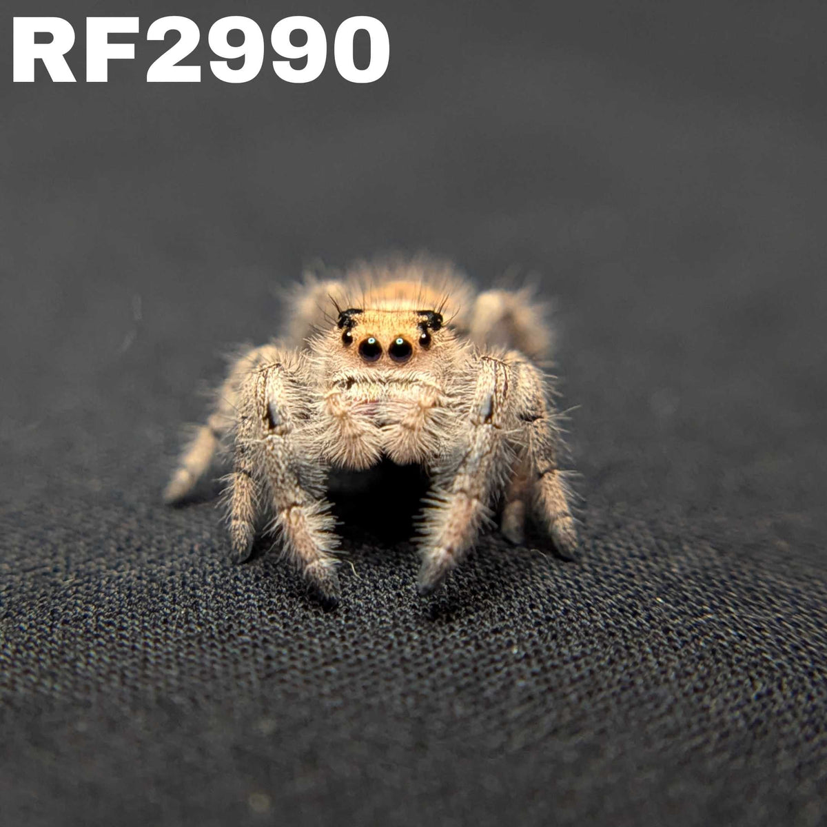 Regal Jumping Spider "Daisy"