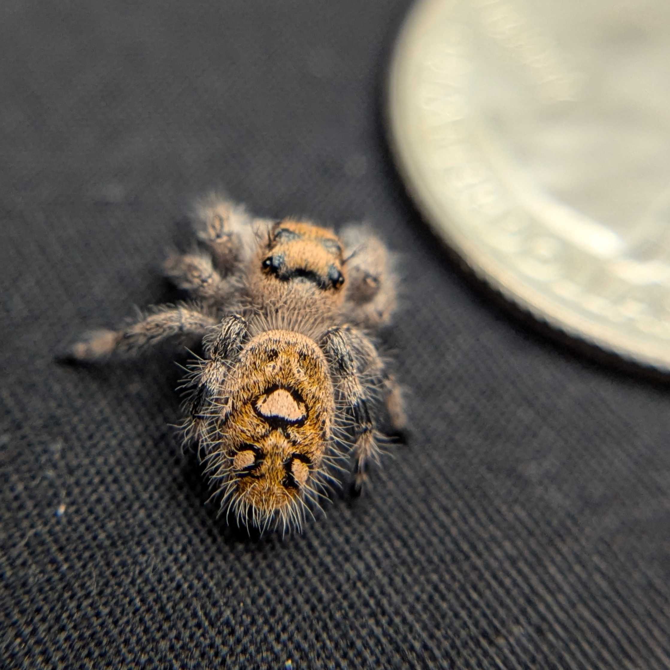 Regal Jumping Spider "Flower"