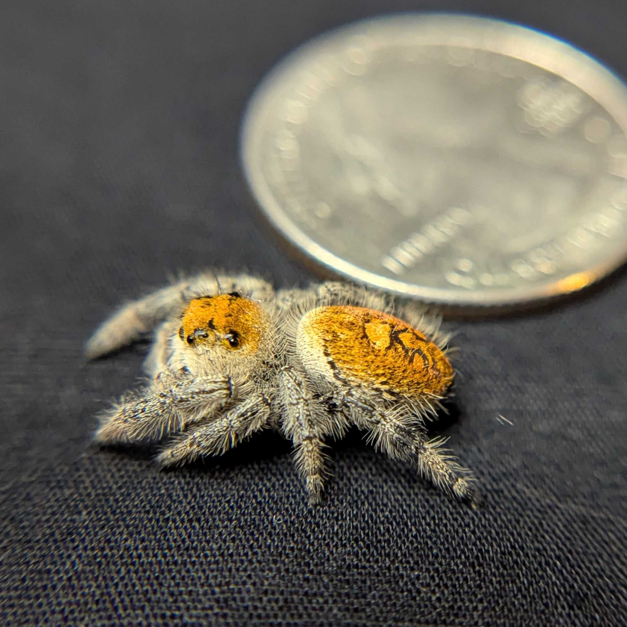 Regal Jumping Spider "Seafoam"